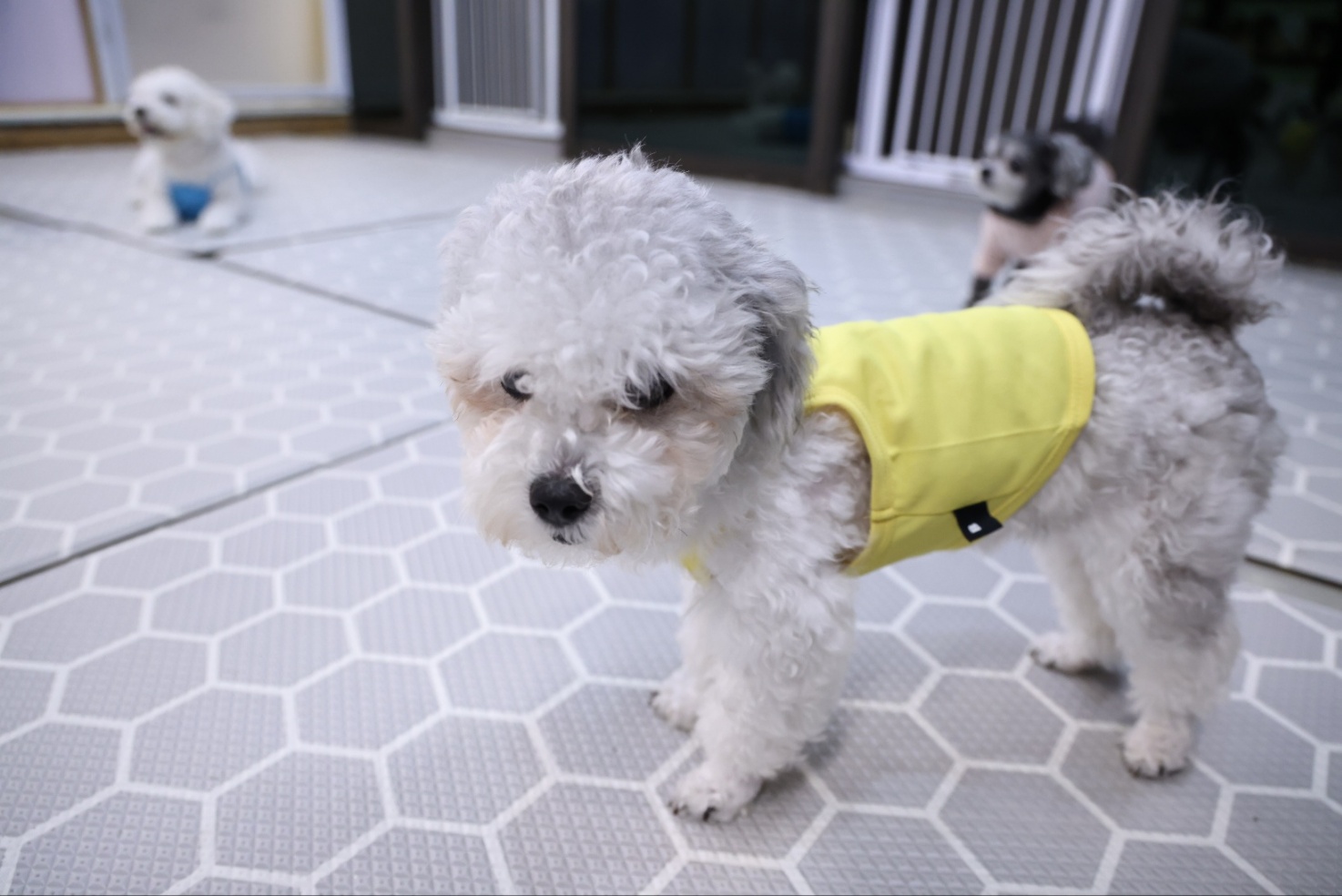 [임보]❤ 달록이❤와의 두달...가족을 찾아요~😊