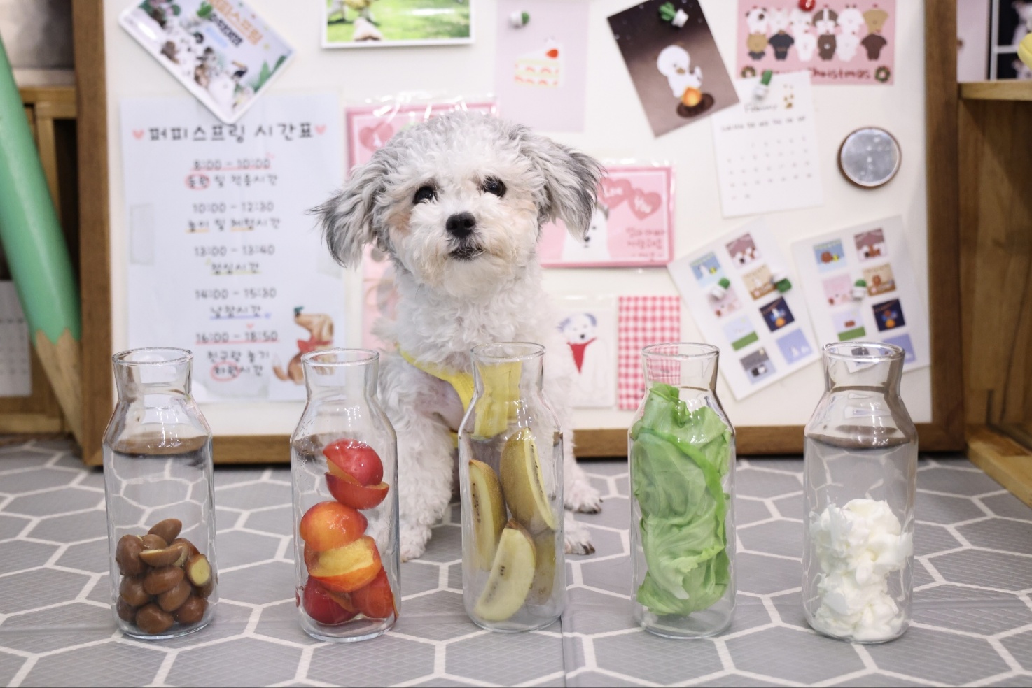 [임보]❤ 달록이❤와의 두달...가족을 찾아요~😊