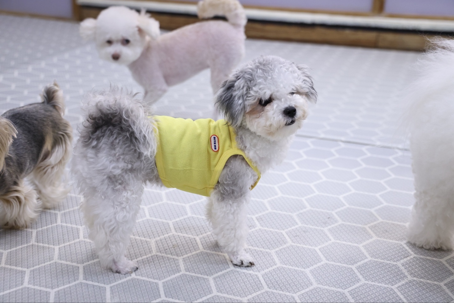 [임보]❤ 달록이❤와의 두달...가족을 찾아요~😊