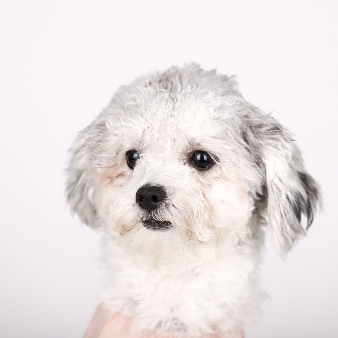 [임보]❤ 달록이❤와의 두달...가족을 찾아요~😊