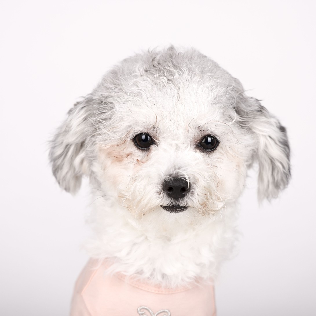 [임보]❤ 달록이❤와의 두달...가족을 찾아요~😊