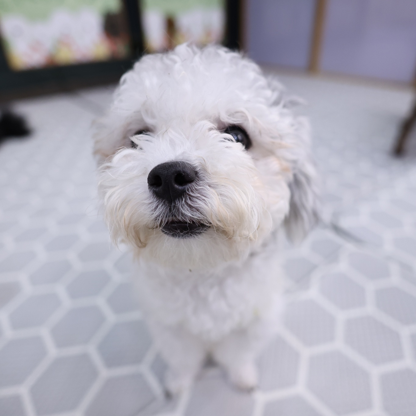 [임보]❤ 달록이❤와의 두달...가족을 찾아요~😊