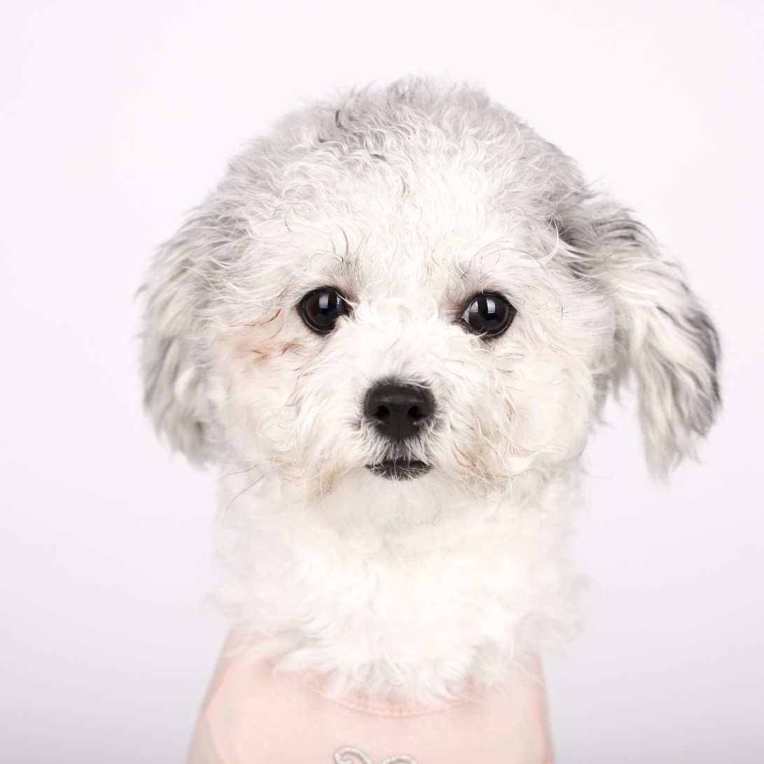 [임보]❤ 달록이❤와의 두달...가족을 찾아요~😊