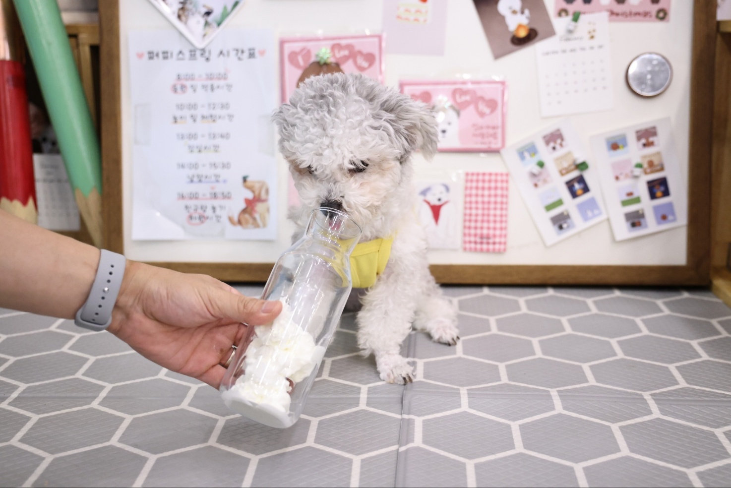 [임보]❤ 달록이❤와의 두달...가족을 찾아요~😊