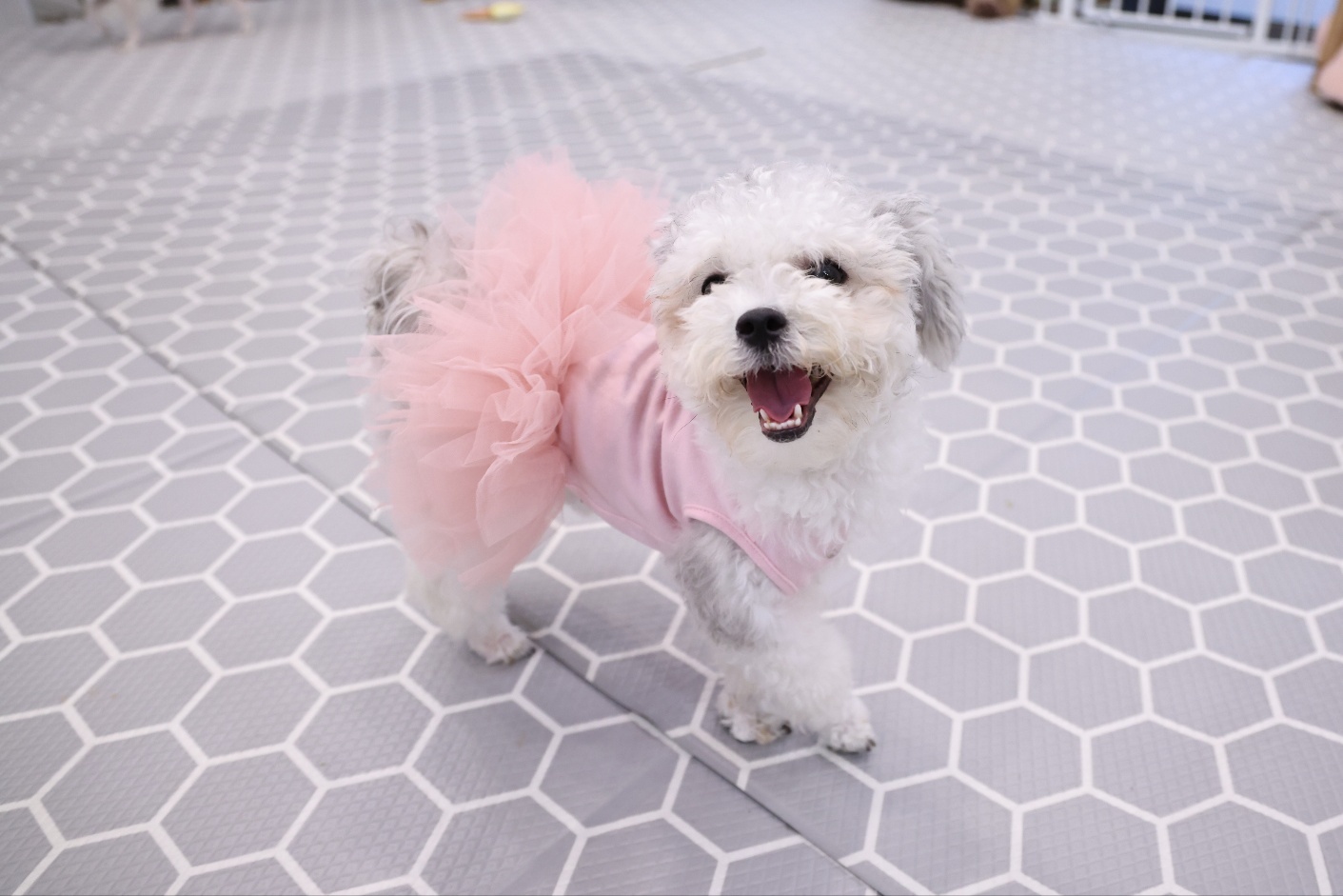 [임보]❤ 달록이❤와의 두달...가족을 찾아요~😊