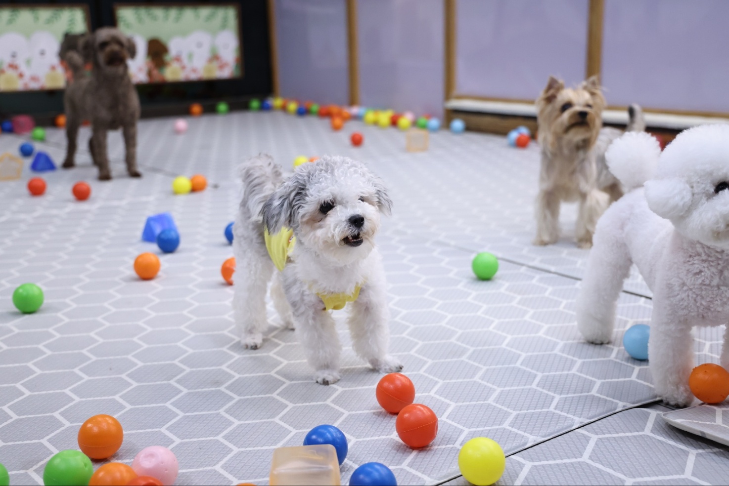 [임보]❤ 달록이❤와의 두달...가족을 찾아요~😊