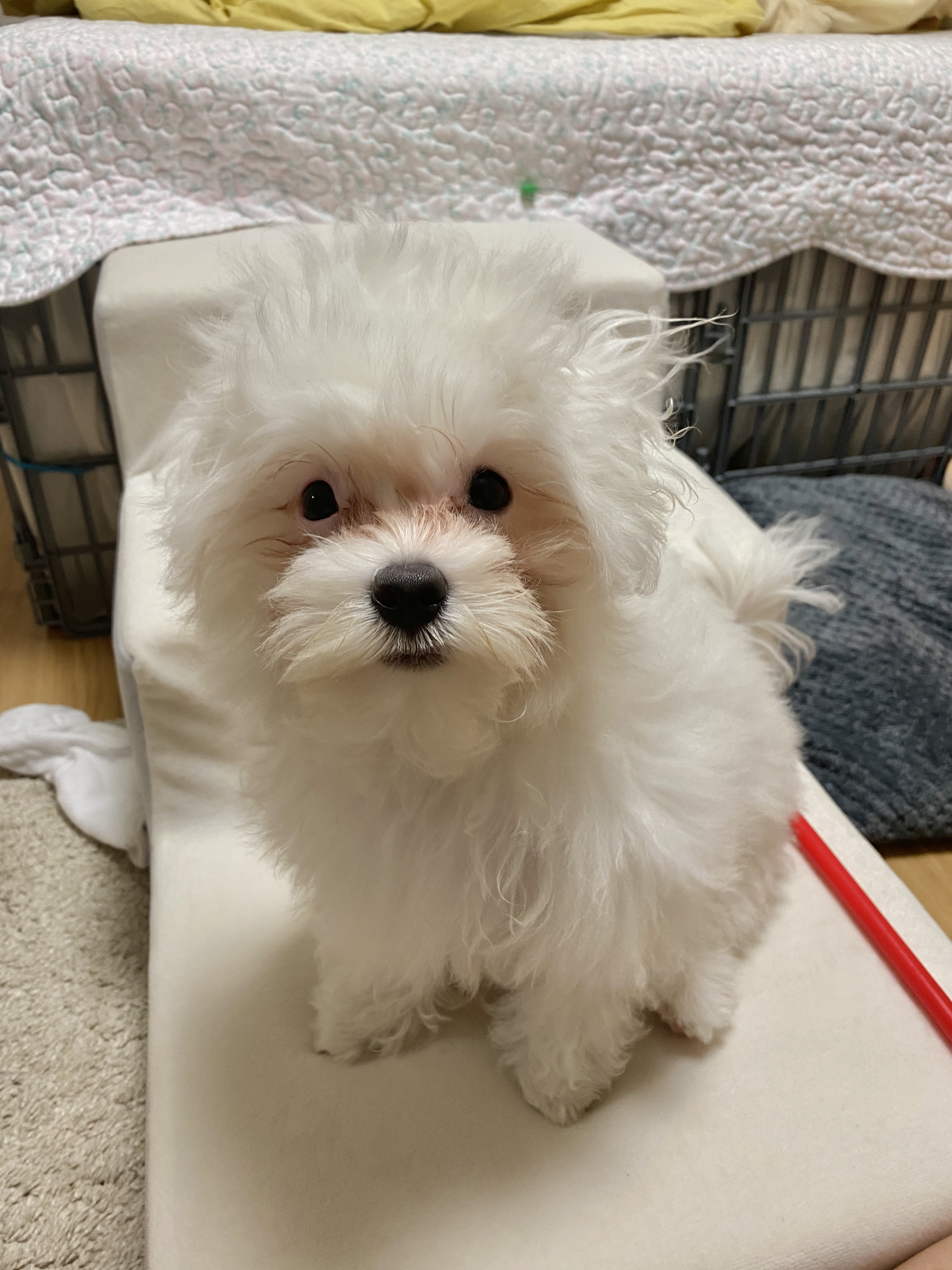 아웅이는 구름이란 이름으로 삼개월째!