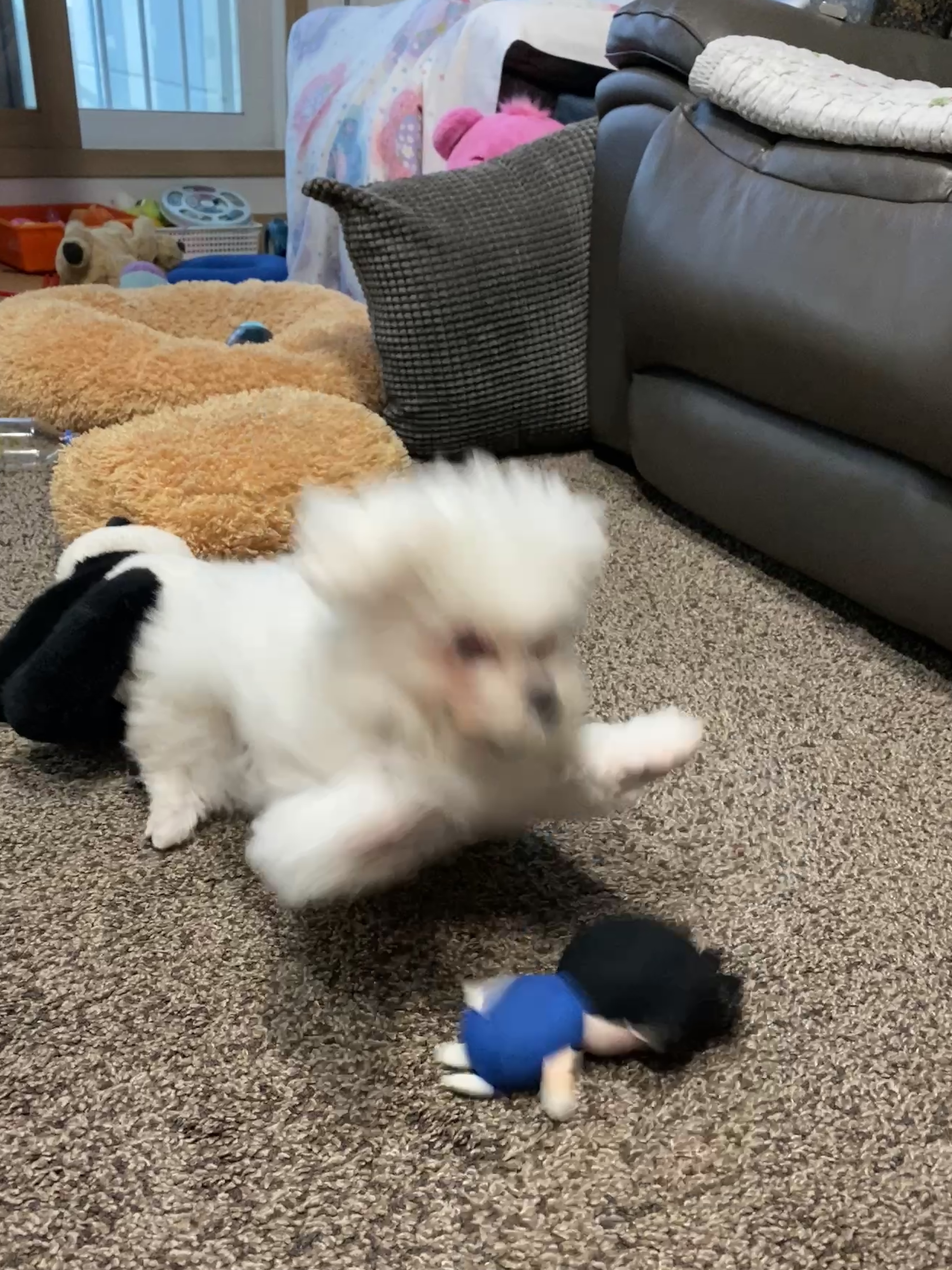 아웅이는 구름이란 이름으로 삼개월째!