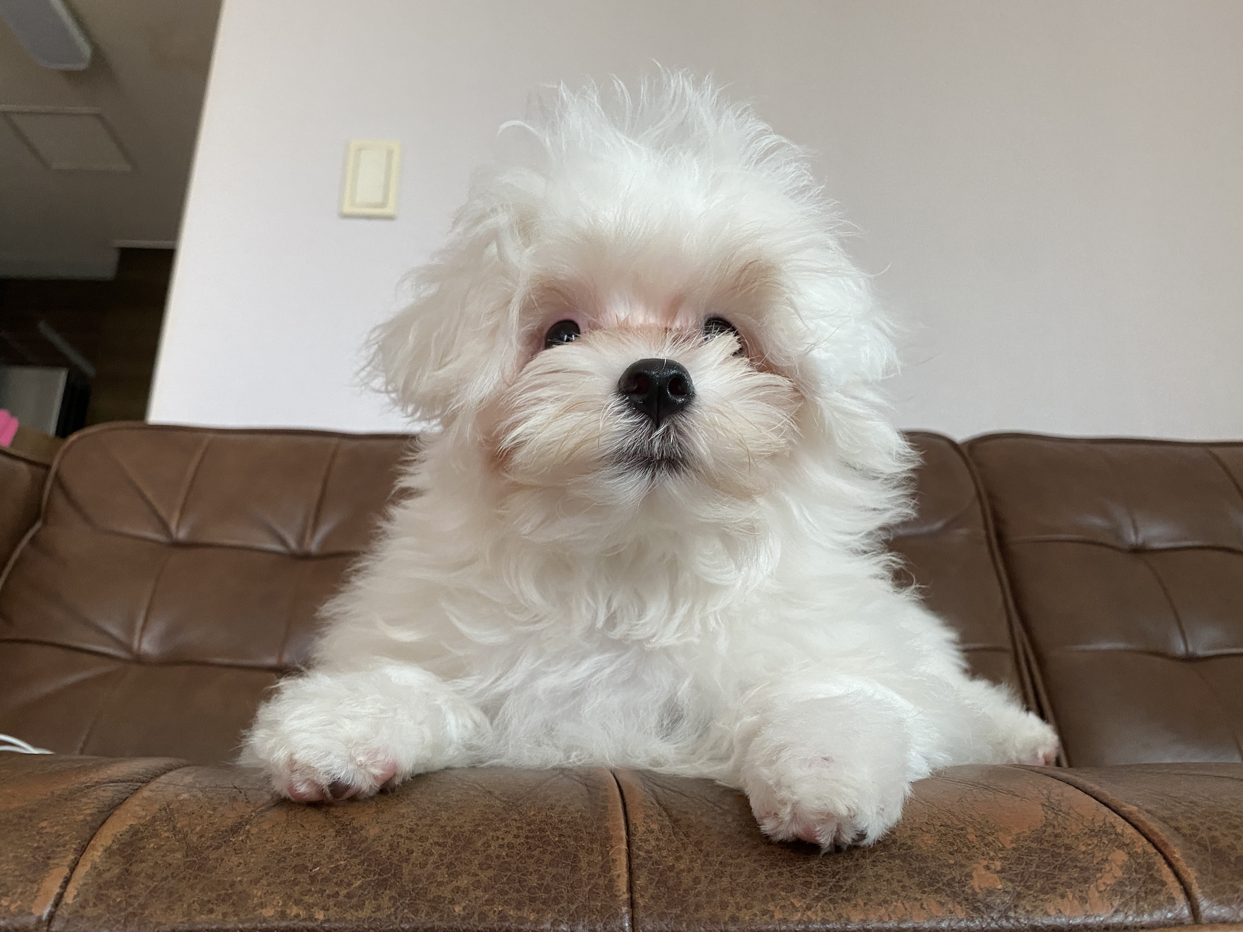 아웅이는 구름이란 이름으로 삼개월째!