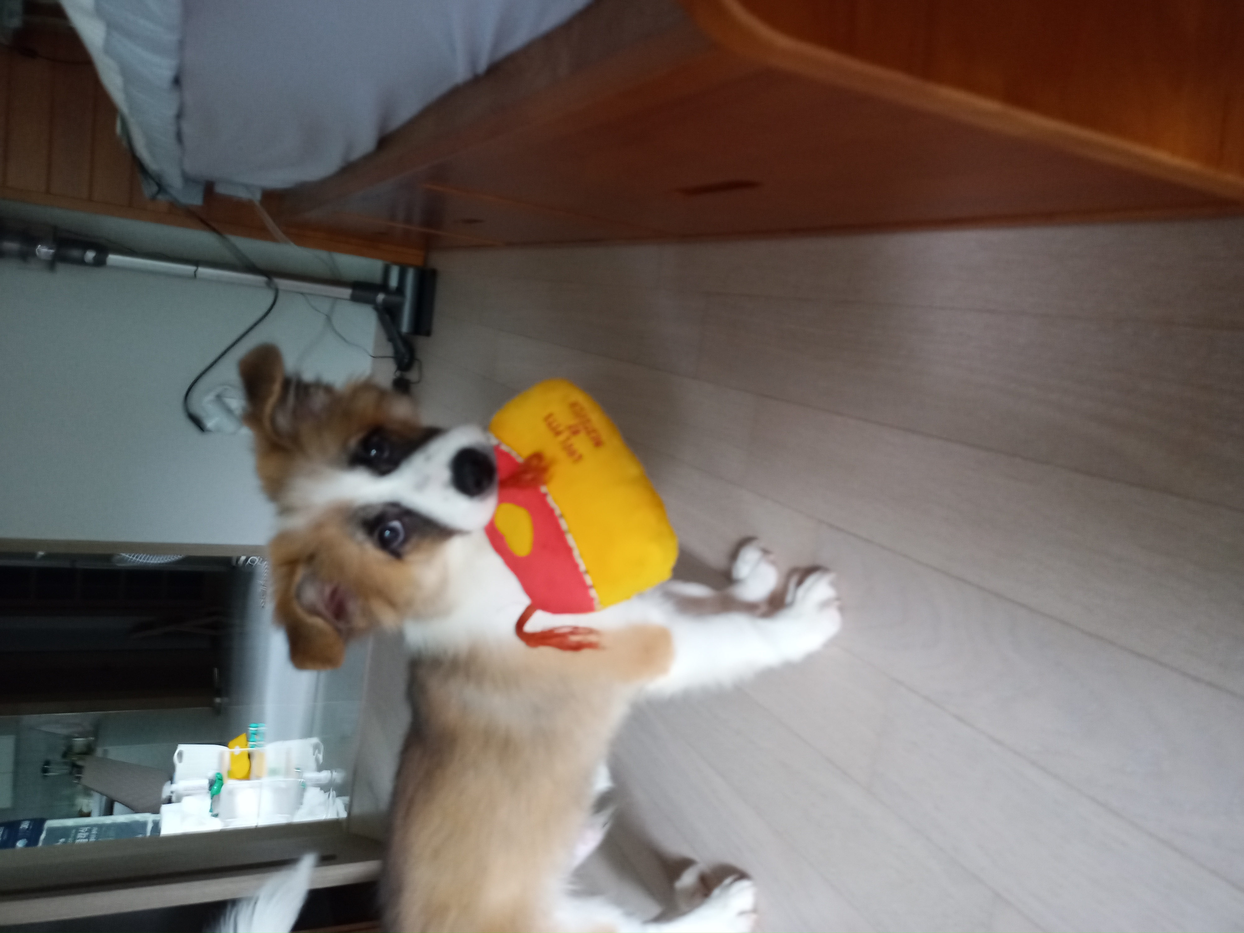 해돌, 해솔 입양 한달후. 