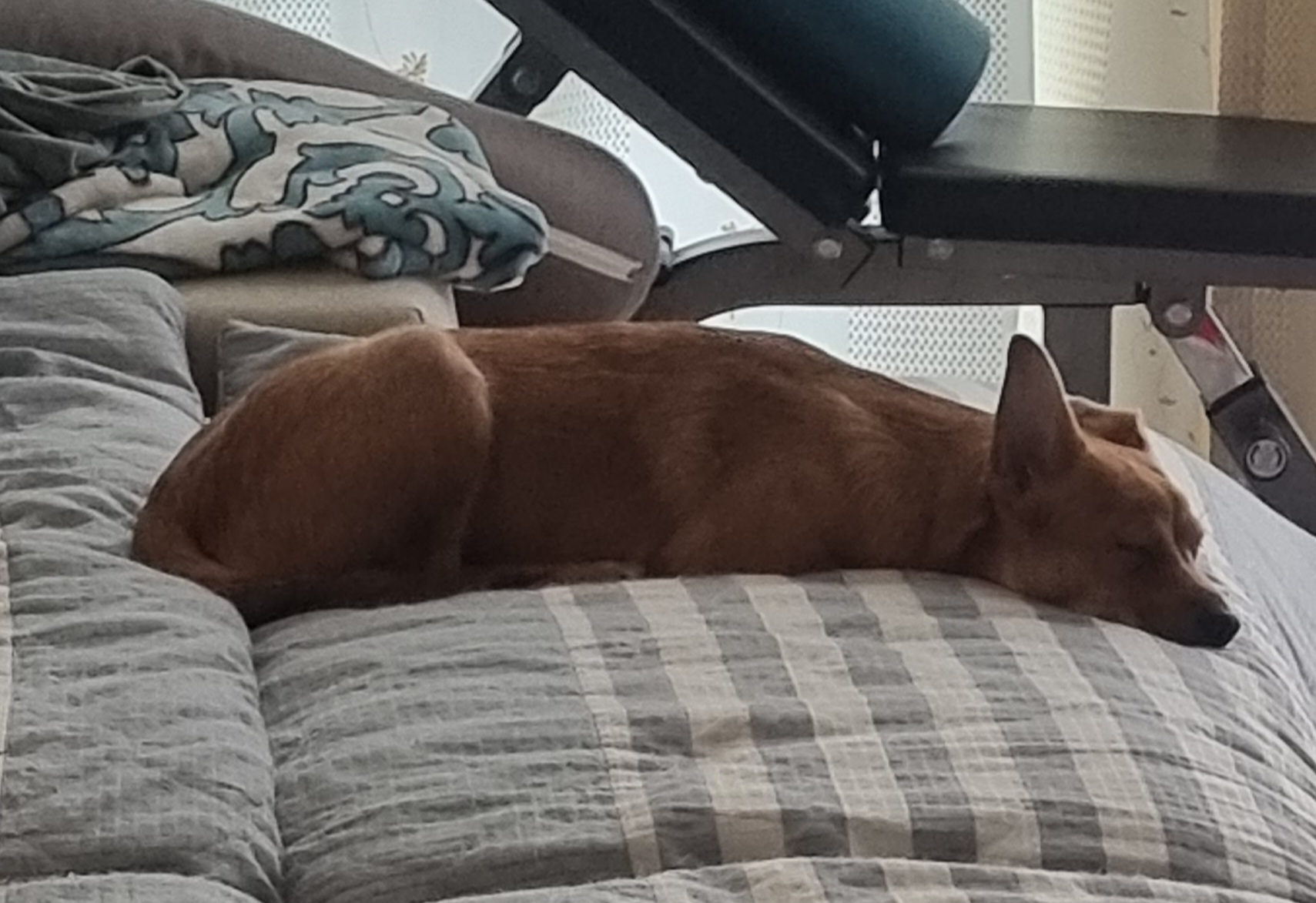 누리(귀리)3개월 됐어요~