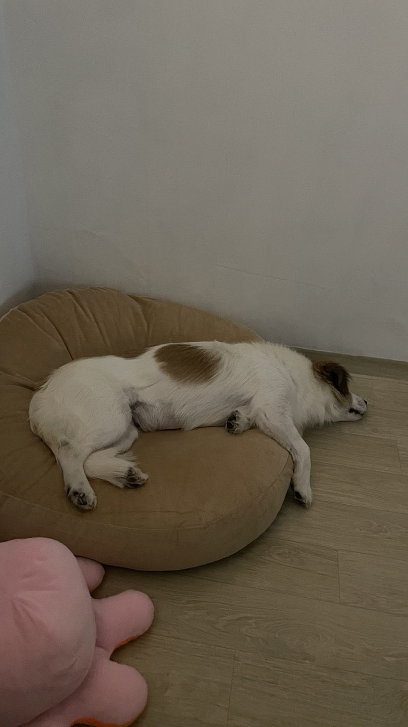 '해치' 입양 일주일