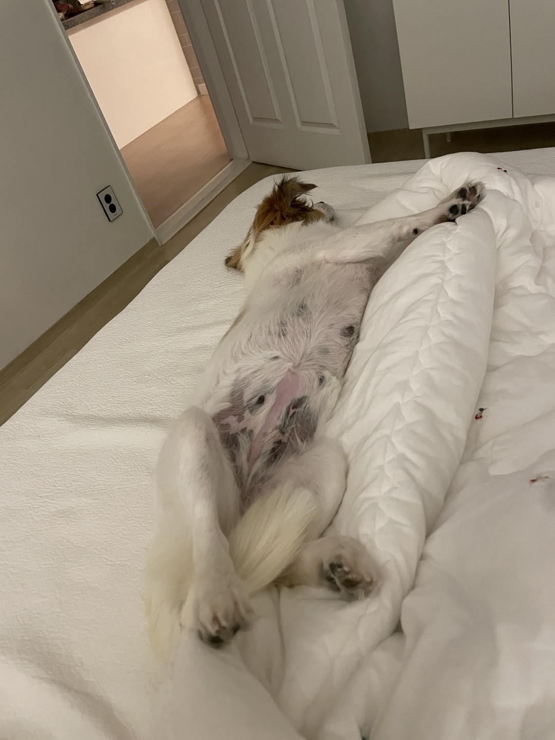 '해치' 입양 일주일