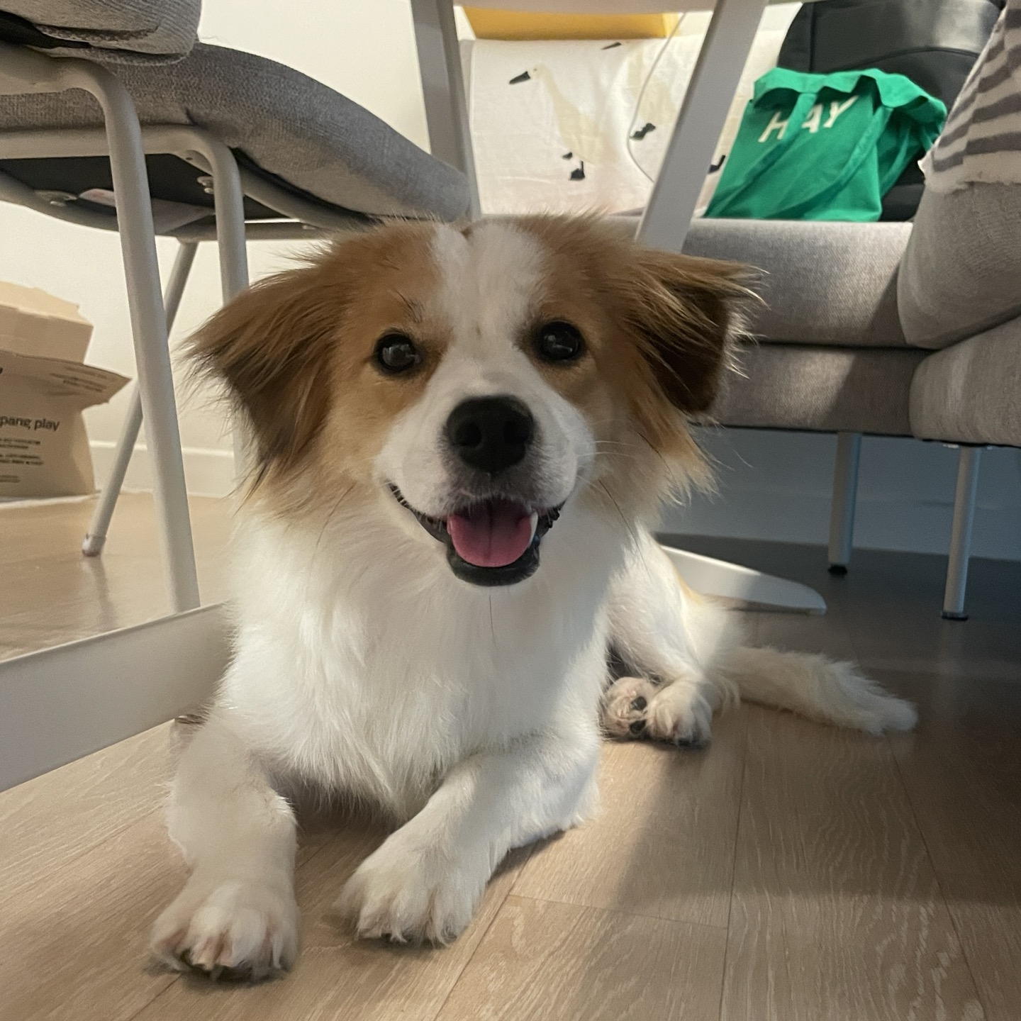 '해치' 입양 일주일