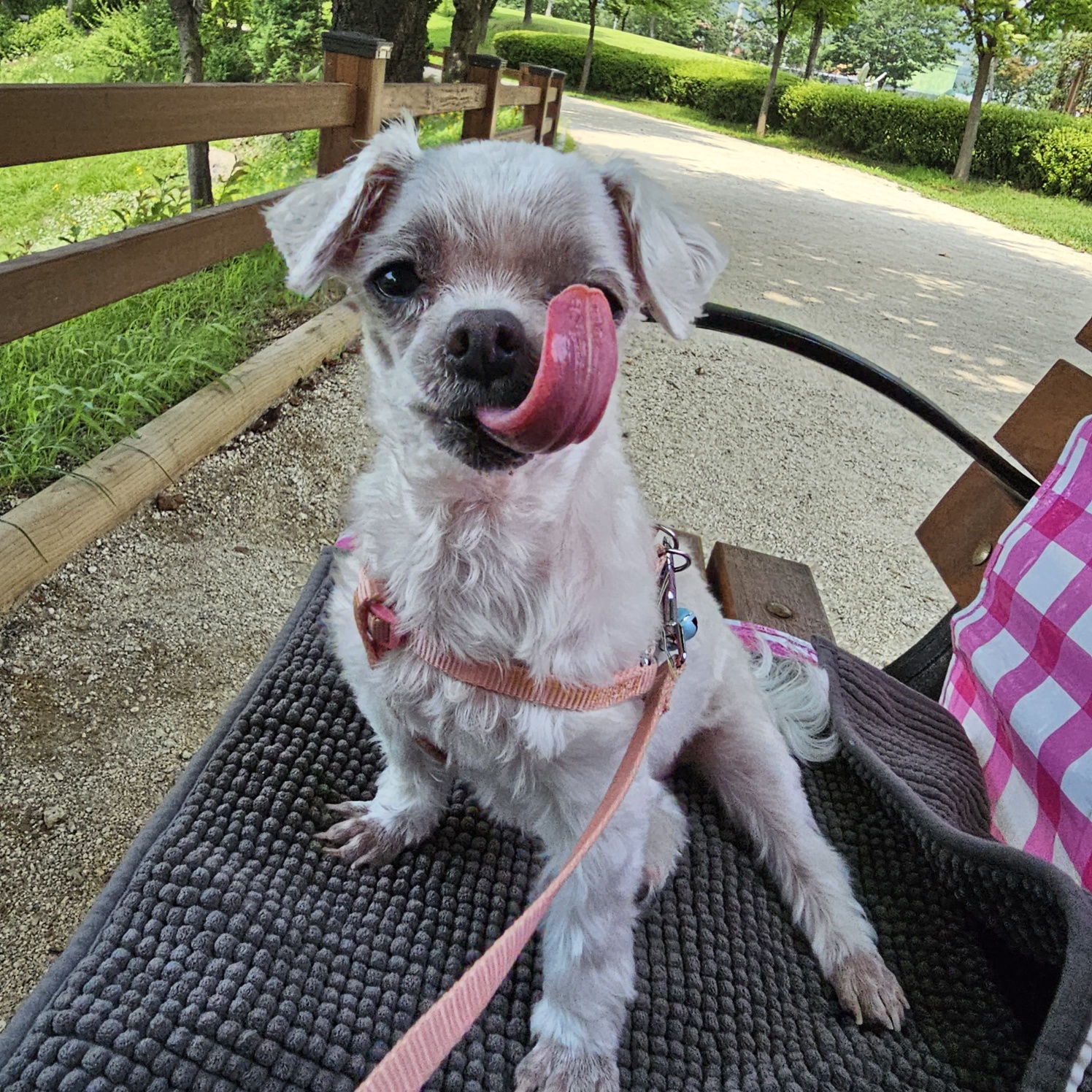 해바라기꽃순이 입니다^.^