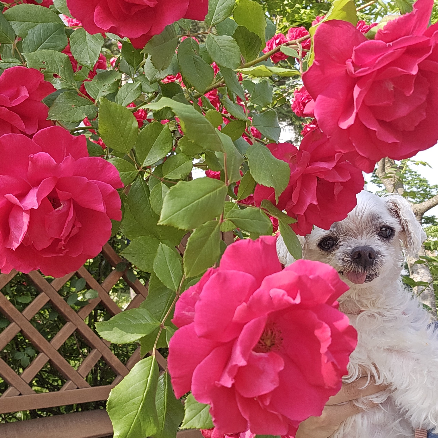 해바라기꽃순이 입니다^.^