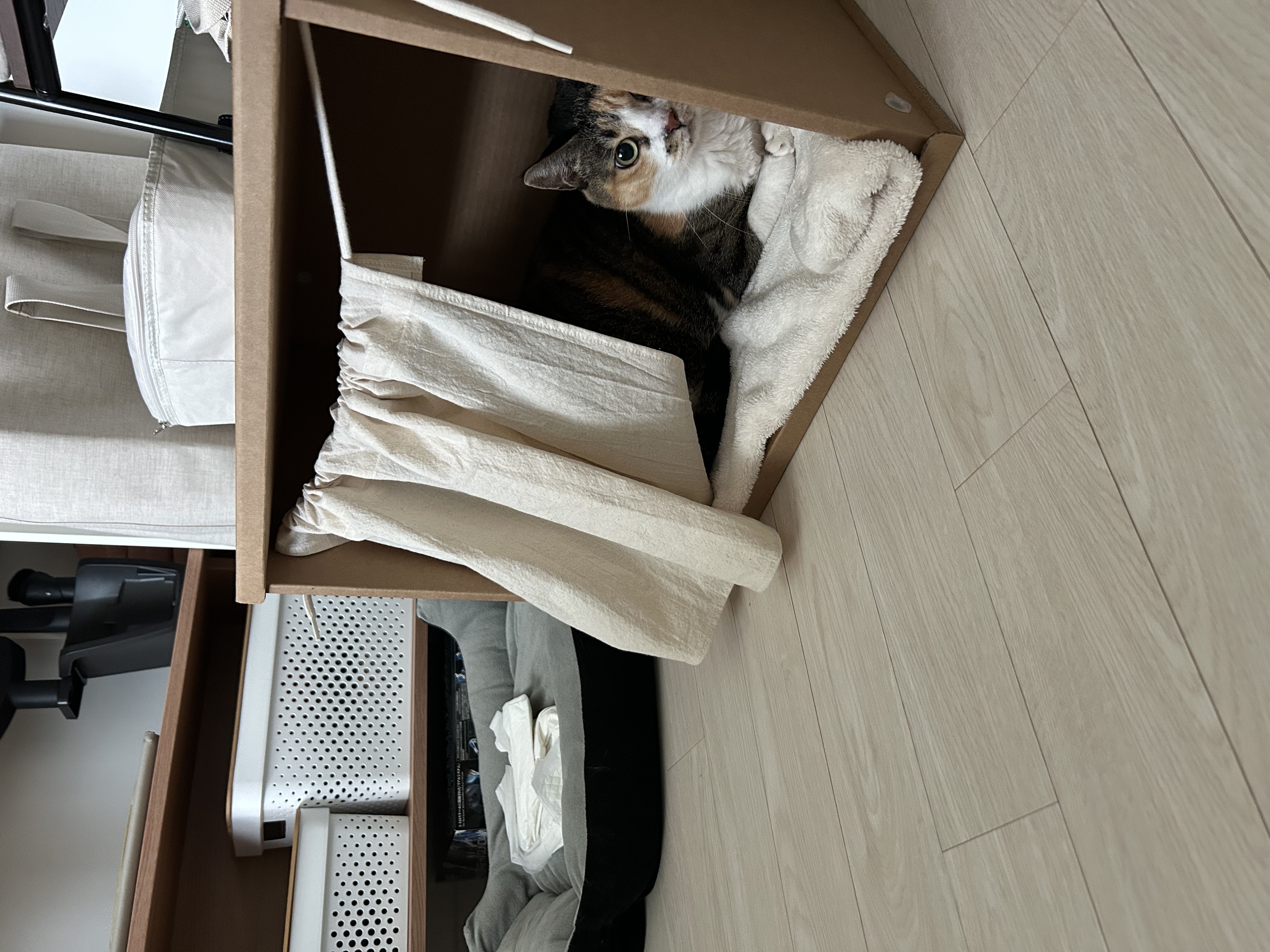 샹떼와 가족이 된 지 벌써 일주일입니다:)