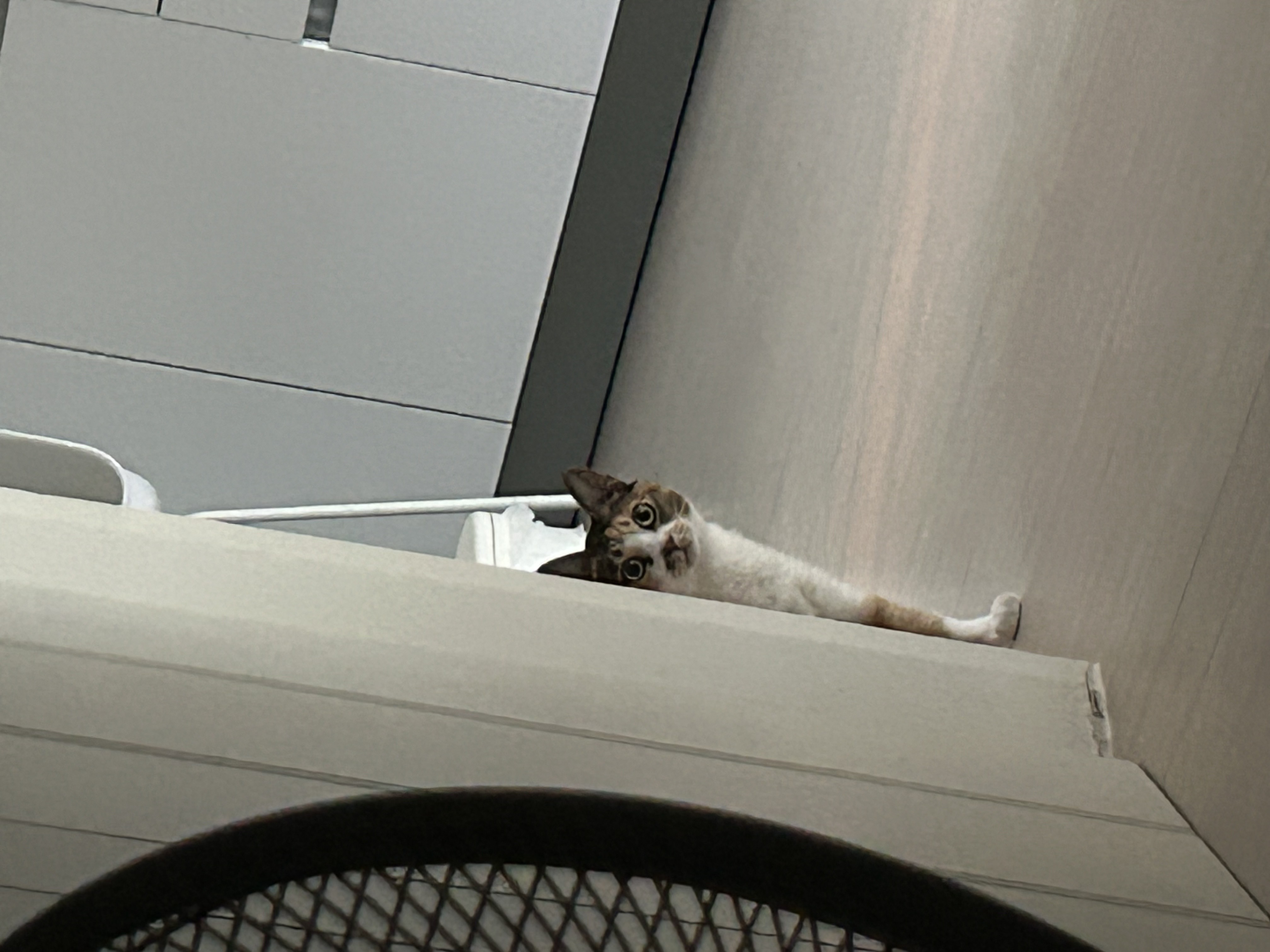 샹떼와 가족이 된 지 벌써 일주일입니다:)