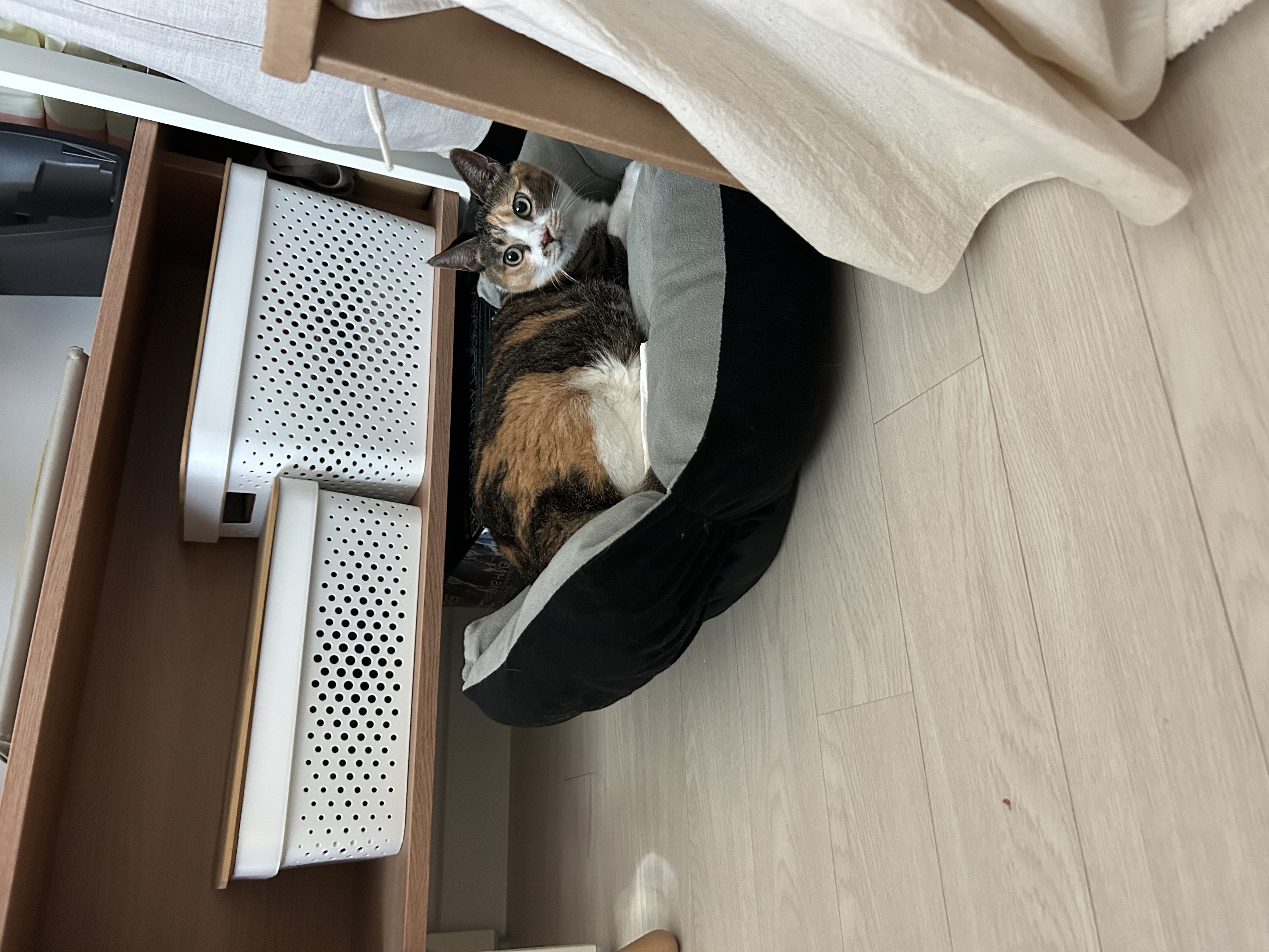 샹떼와 가족이 된 지 벌써 일주일입니다:)