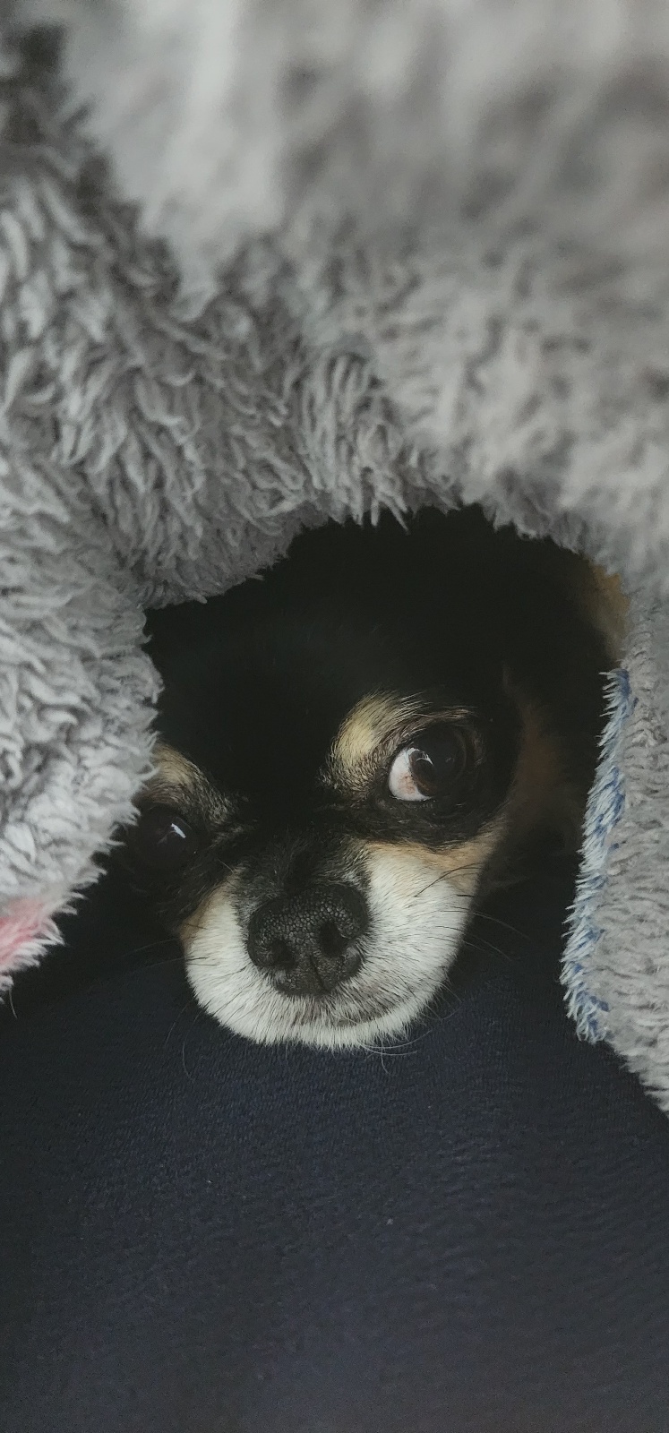 평택 치와와 칸쵸와 4년~~