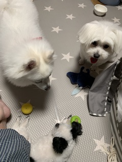 갈래 생일이네요 초코랑 이슬이도 잘지내고 있어여