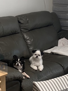 갈래 생일이네요 초코랑 이슬이도 잘지내고 있어여