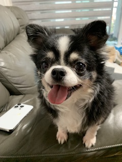 갈래 생일이네요 초코랑 이슬이도 잘지내고 있어여