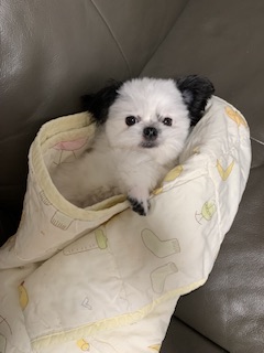 갈래 생일이네요 초코랑 이슬이도 잘지내고 있어여