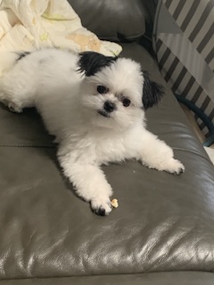 갈래 생일이네요 초코랑 이슬이도 잘지내고 있어여