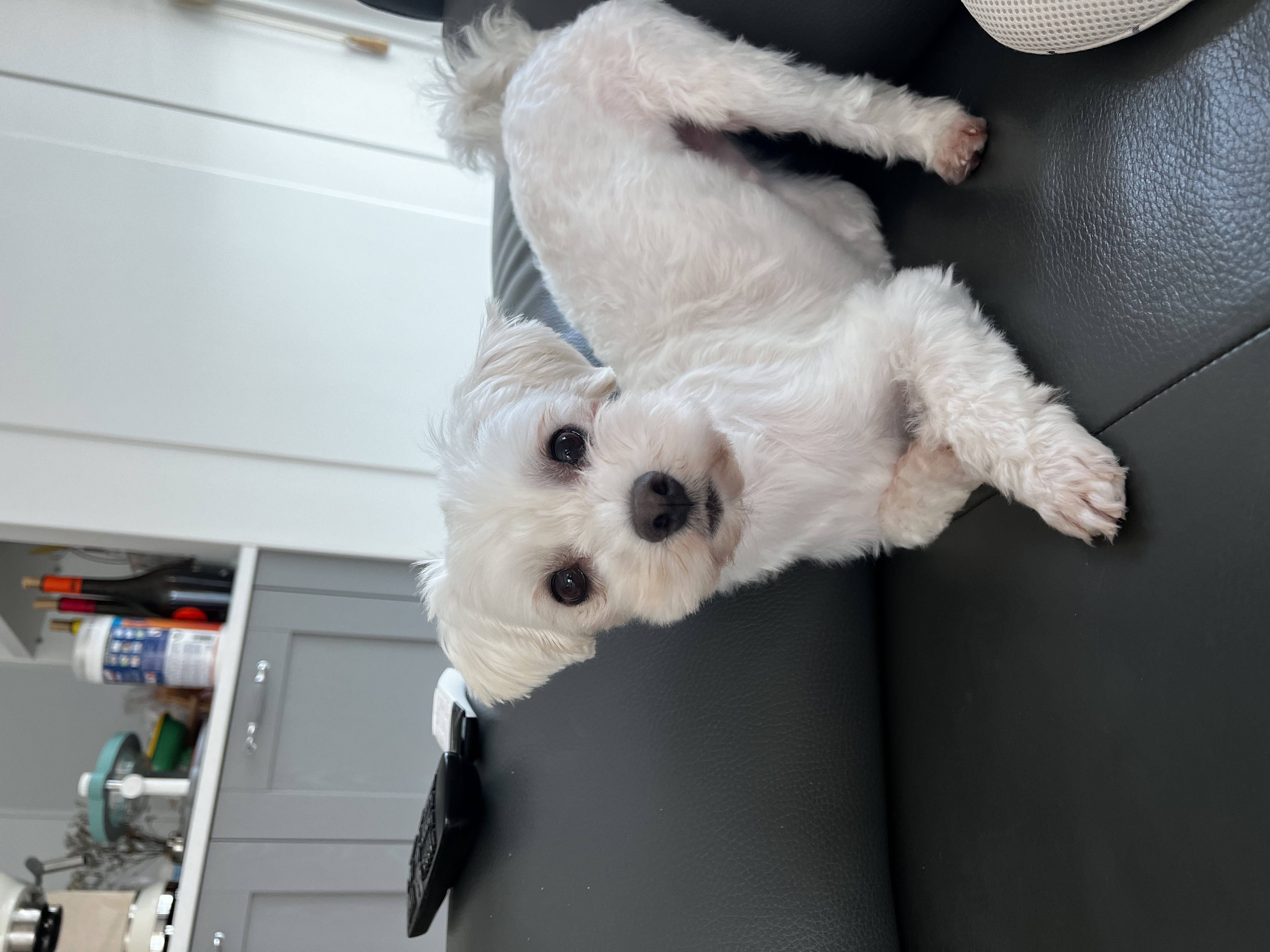 말캉이(롱지) 임보 1개월차!!