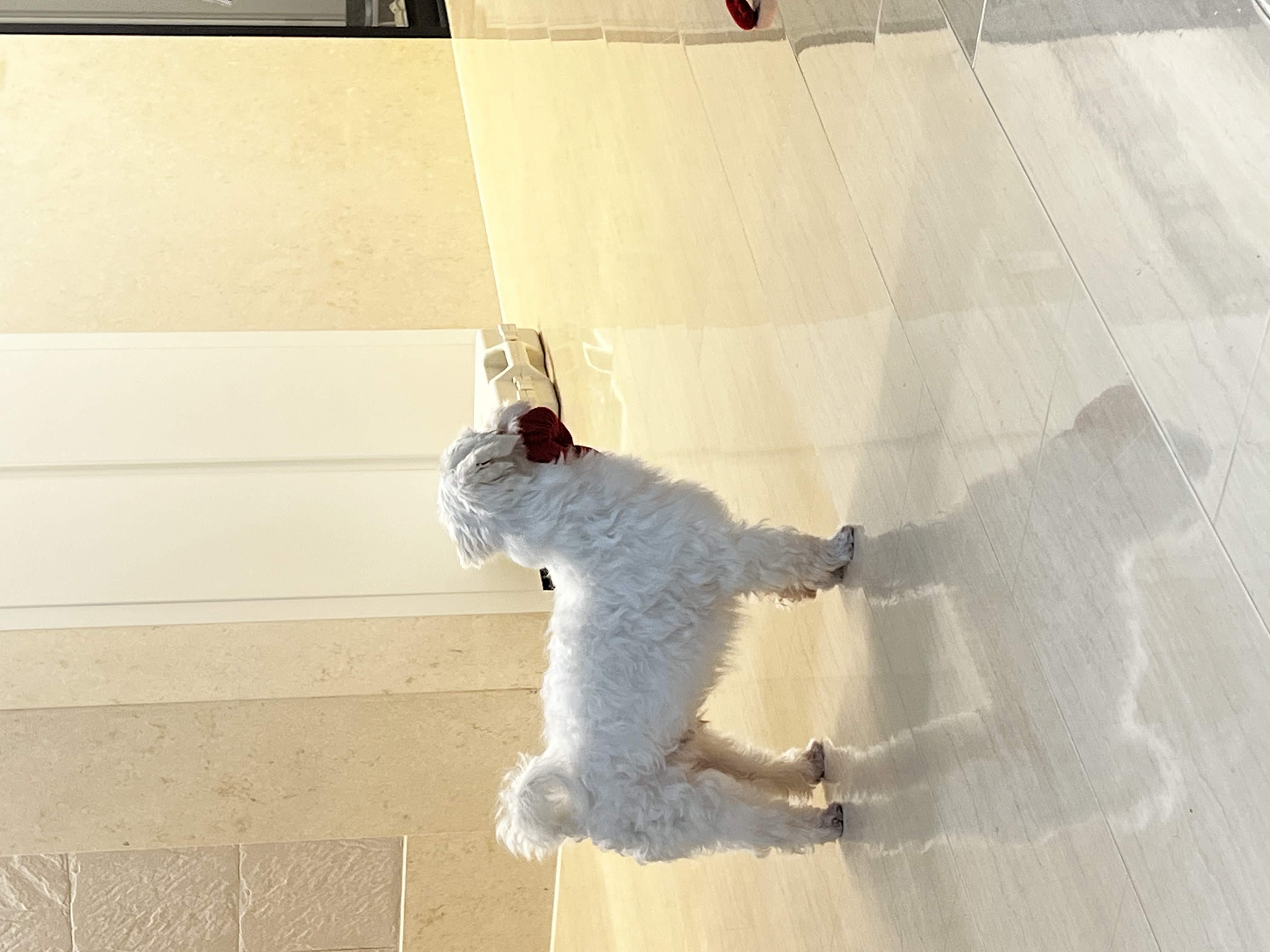 말캉이(롱지) 임보 1개월차!!