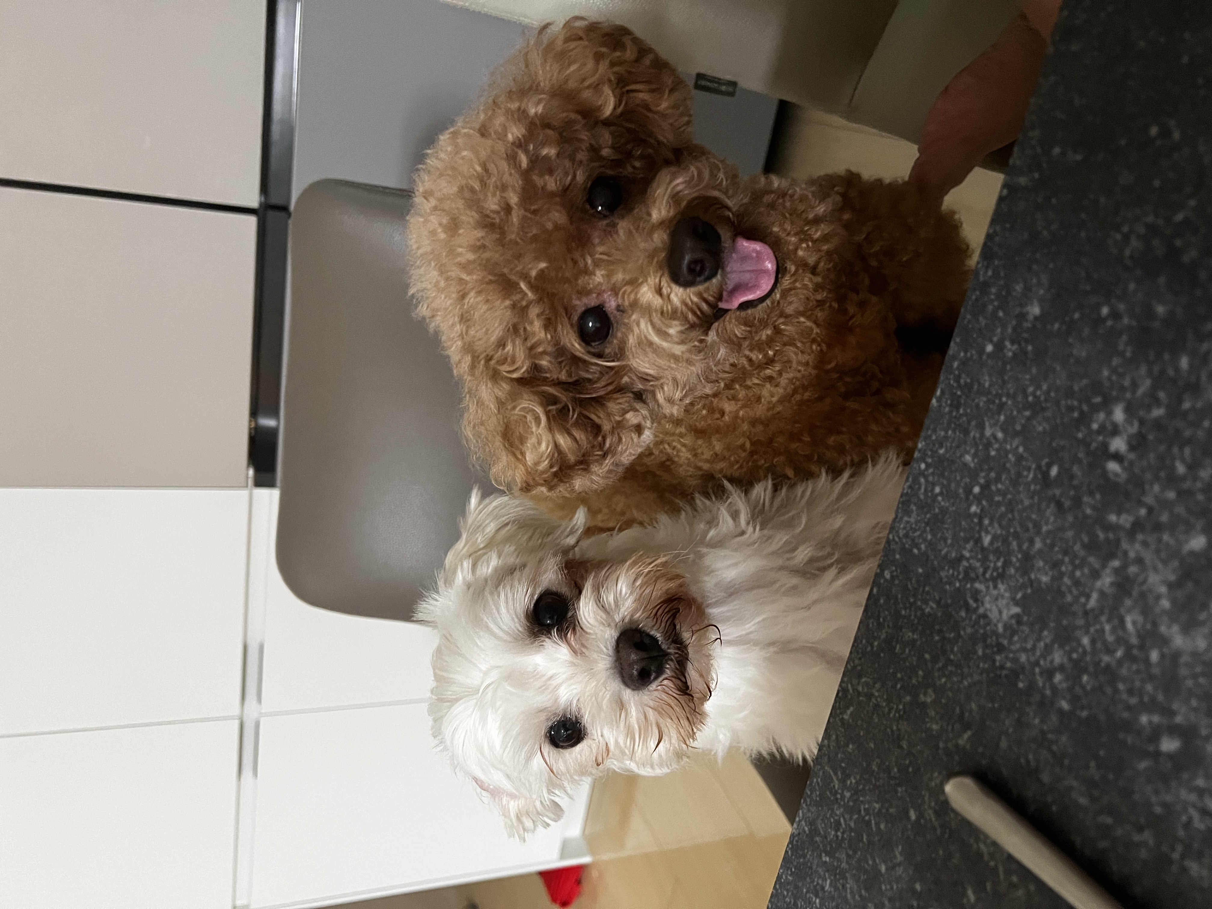 말캉이(롱지) 임보 1개월차!!