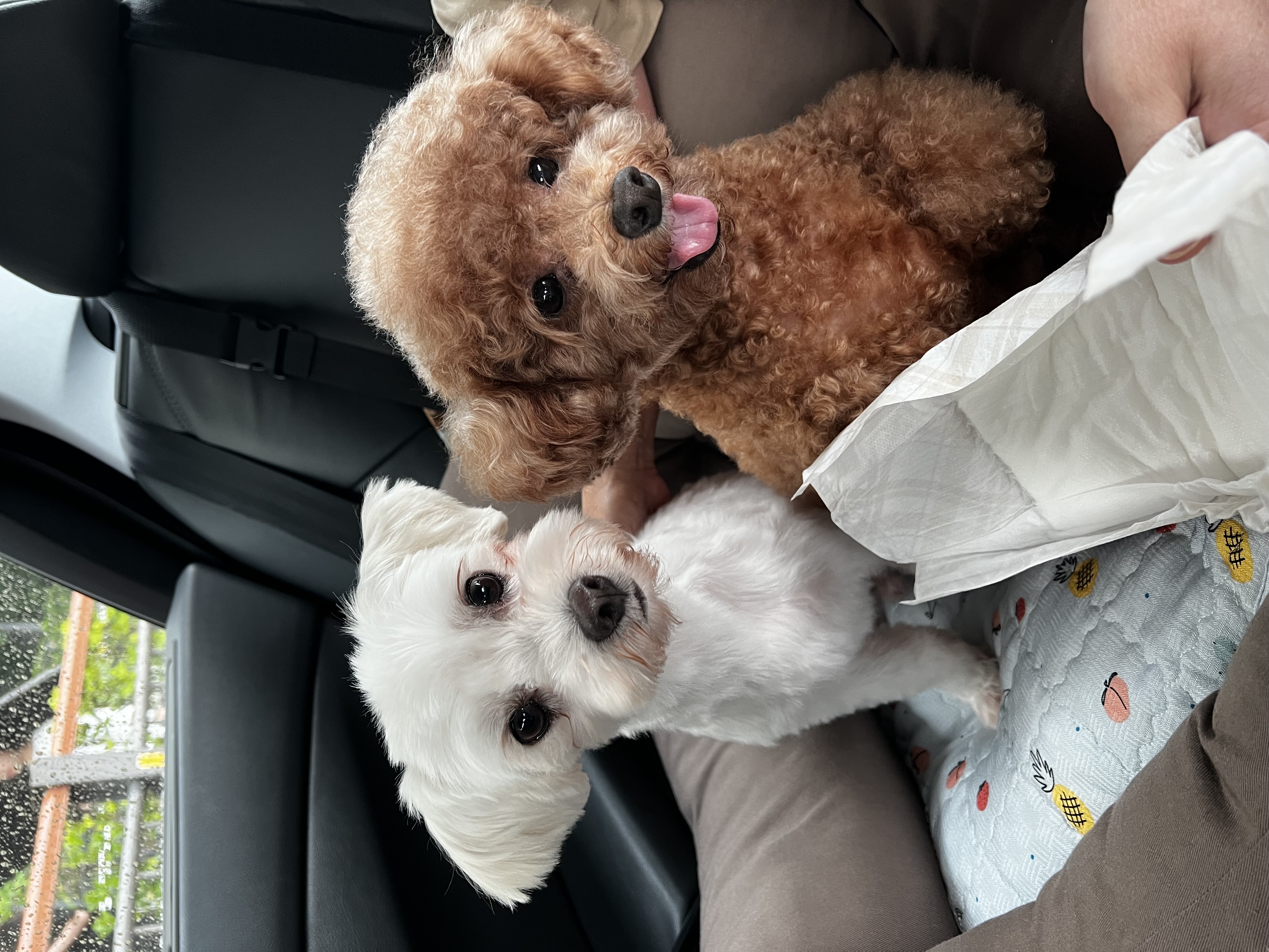 말캉이(롱지) 임보 1개월차!!