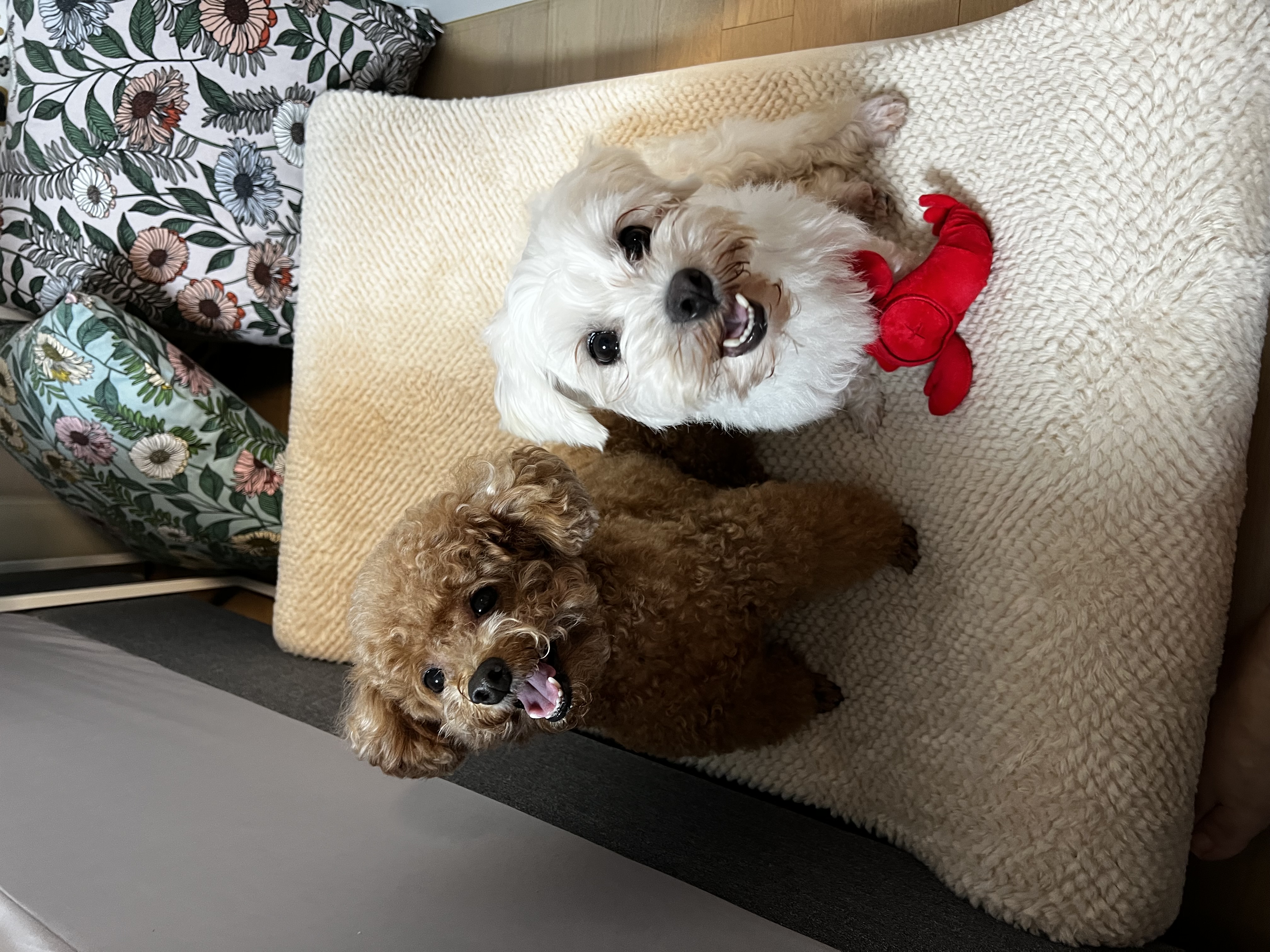 말캉이(롱지) 임보 1개월차!!