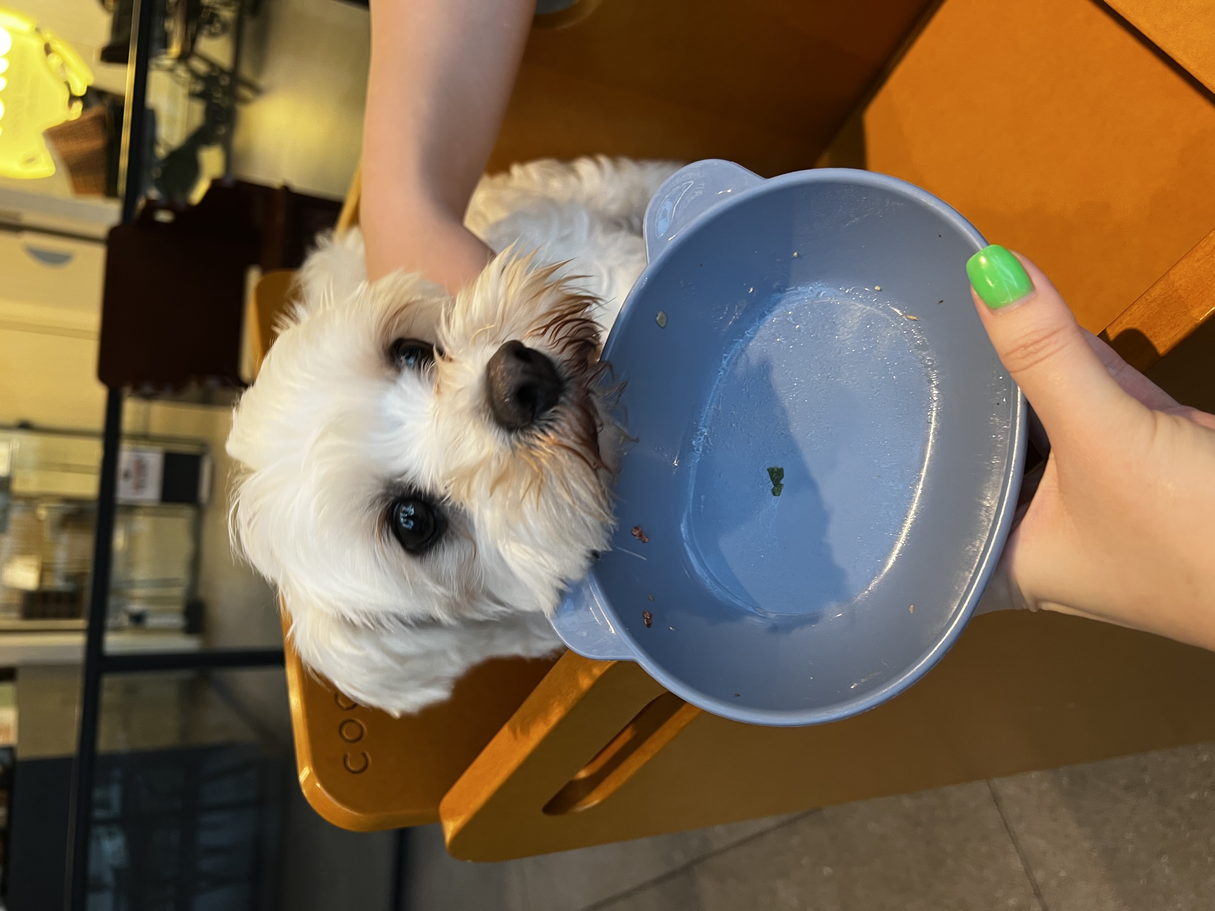 말캉이(롱지) 임보 1개월차!!