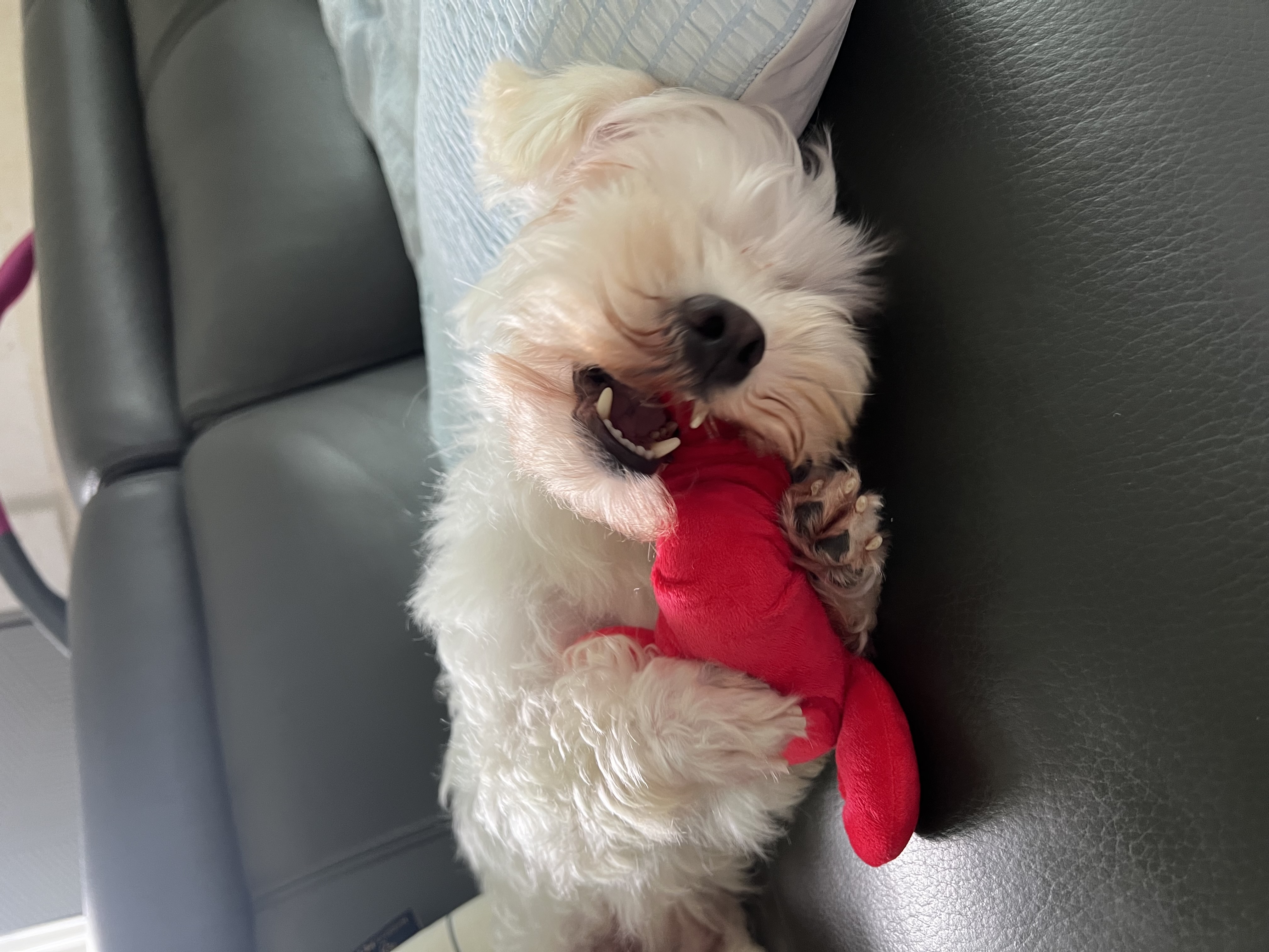 말캉이(롱지) 임보 1개월차!!