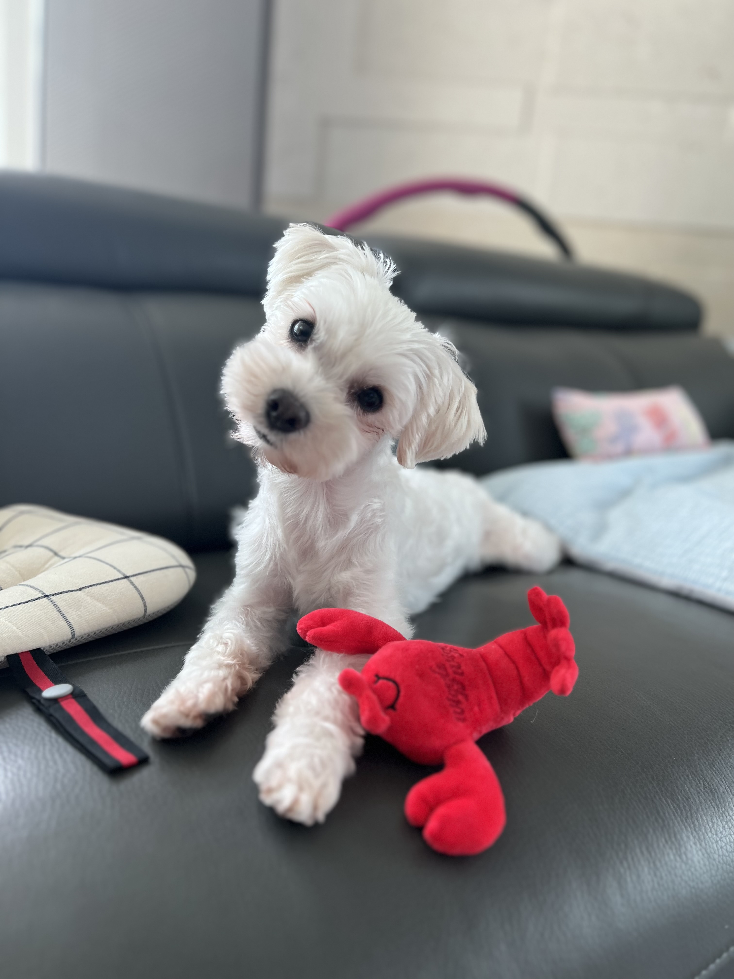 말캉이(롱지) 임보 1개월차!!