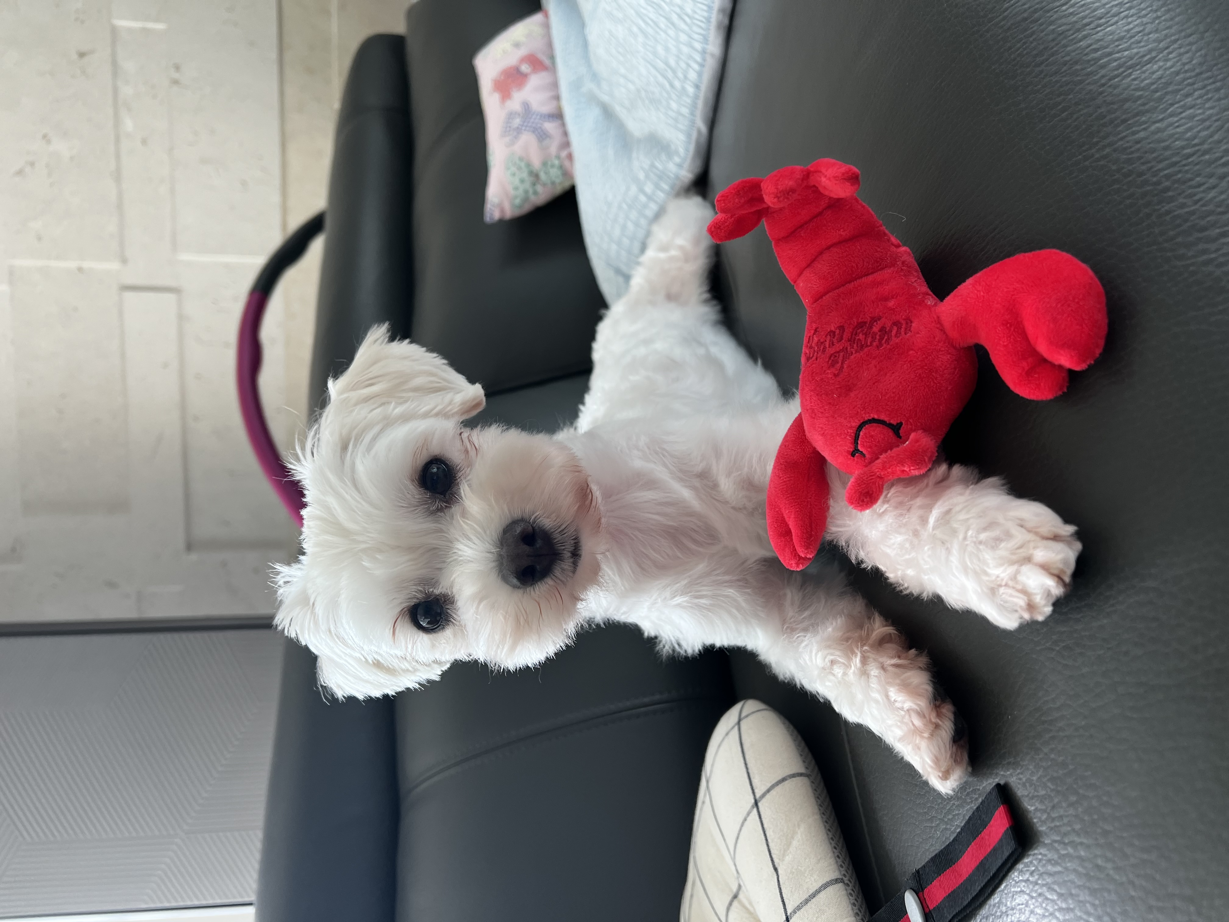 말캉이(롱지) 임보 1개월차!!