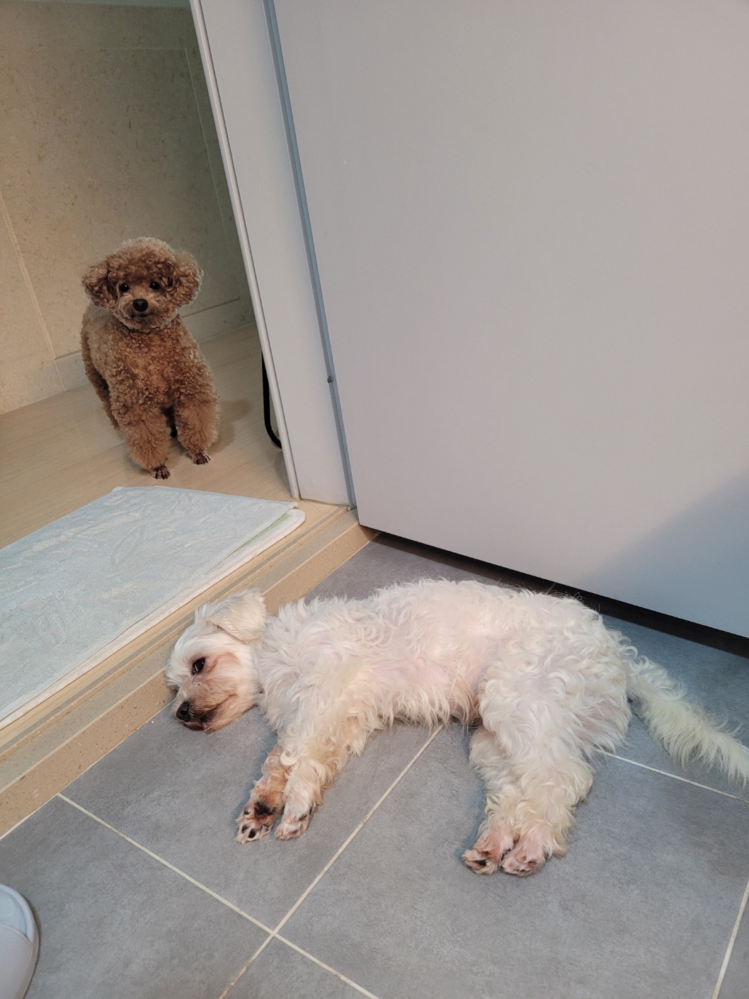 말캉이(롱지) 임보 1개월차!!