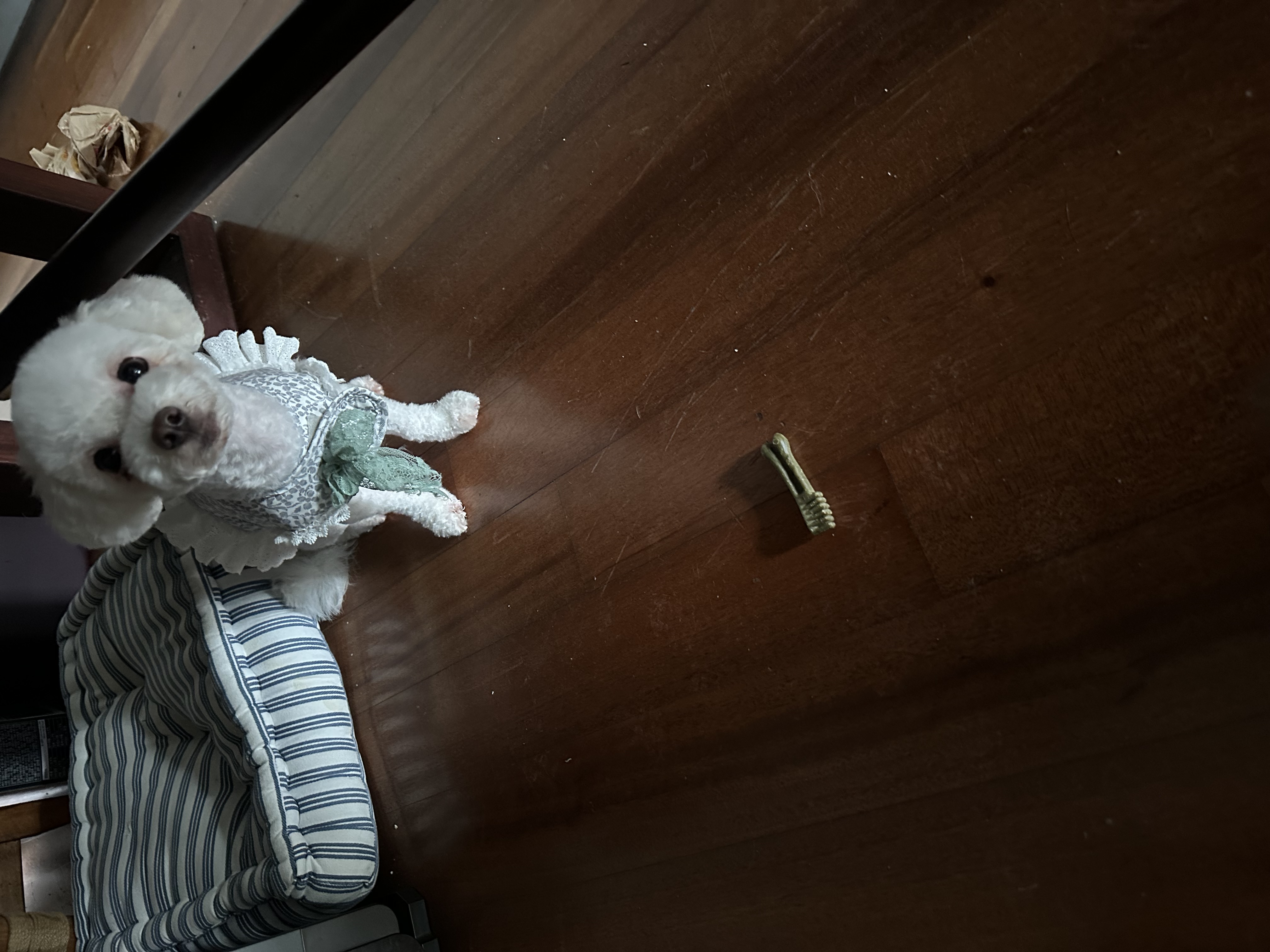 캔디(마요) 3개월하고 10일째예요