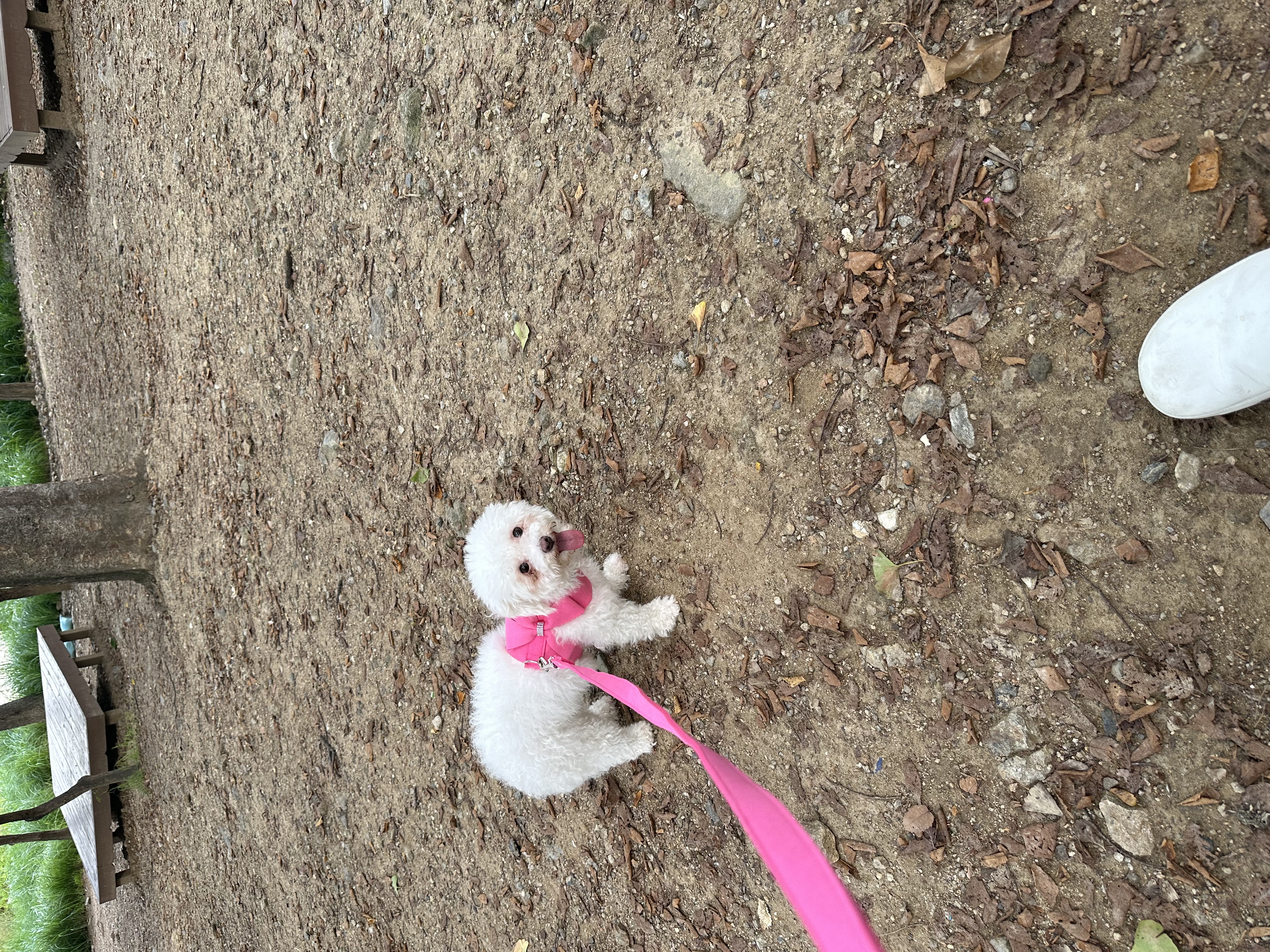 캔디(마요) 3개월하고 10일째예요