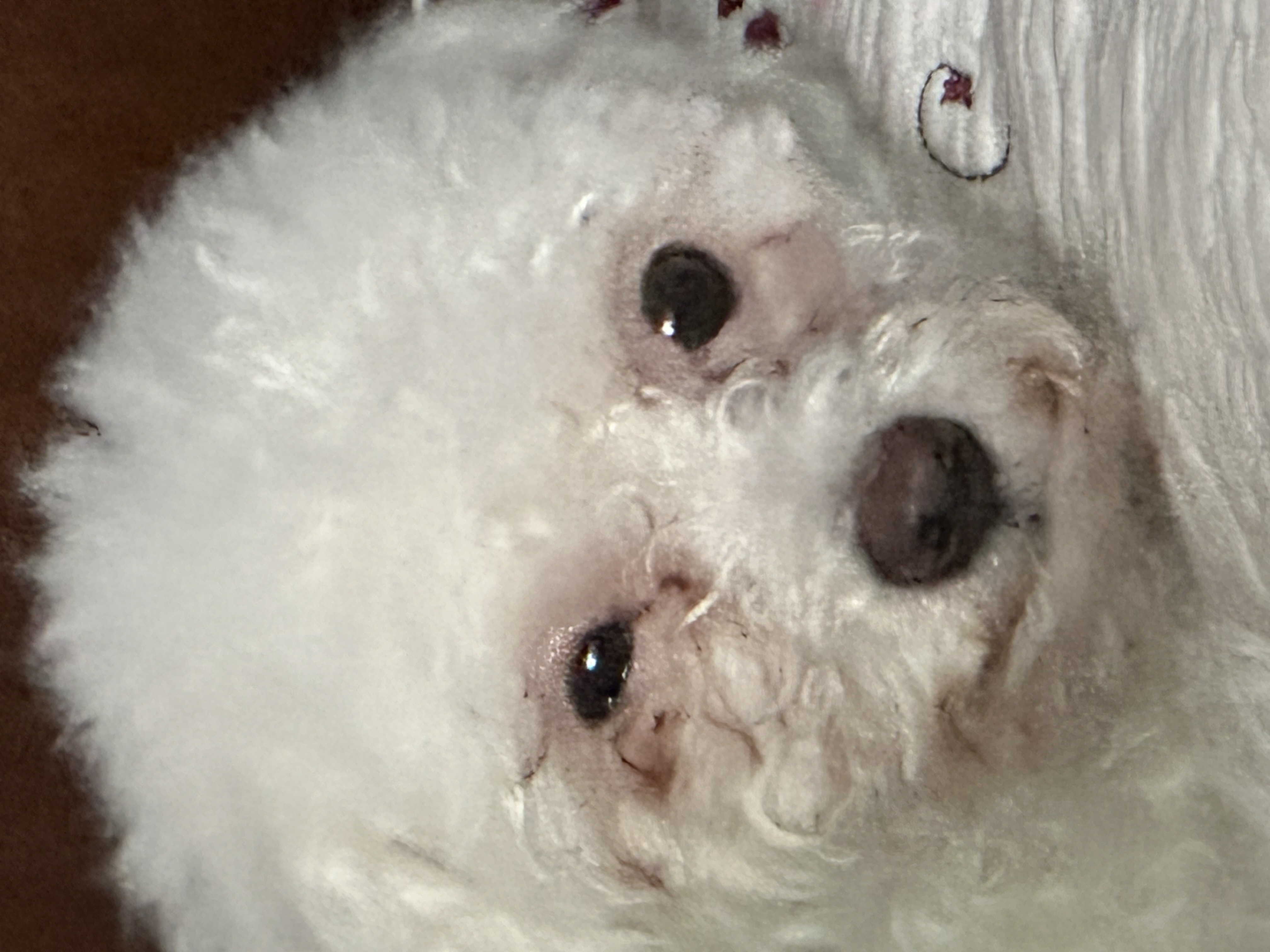 캔디(마요) 3개월하고 10일째예요