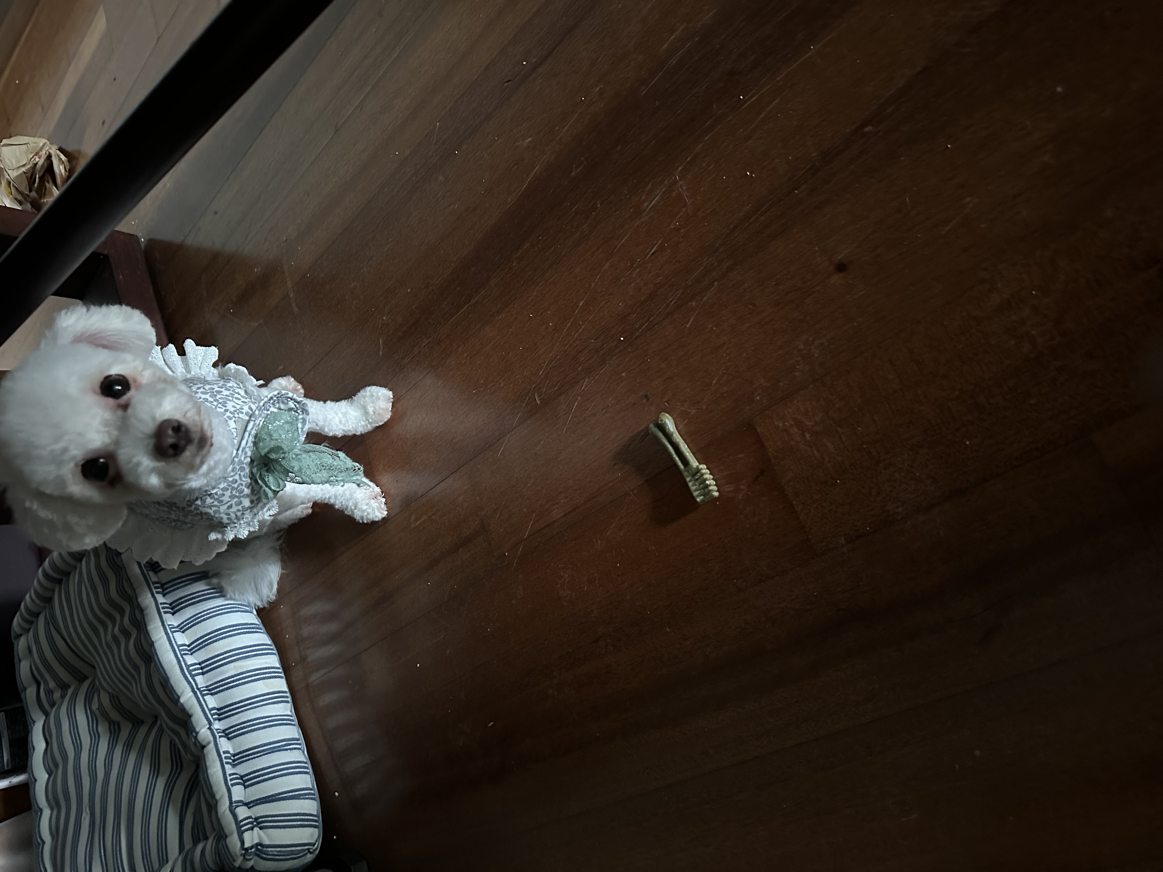 캔디(마요) 3개월하고 10일째예요