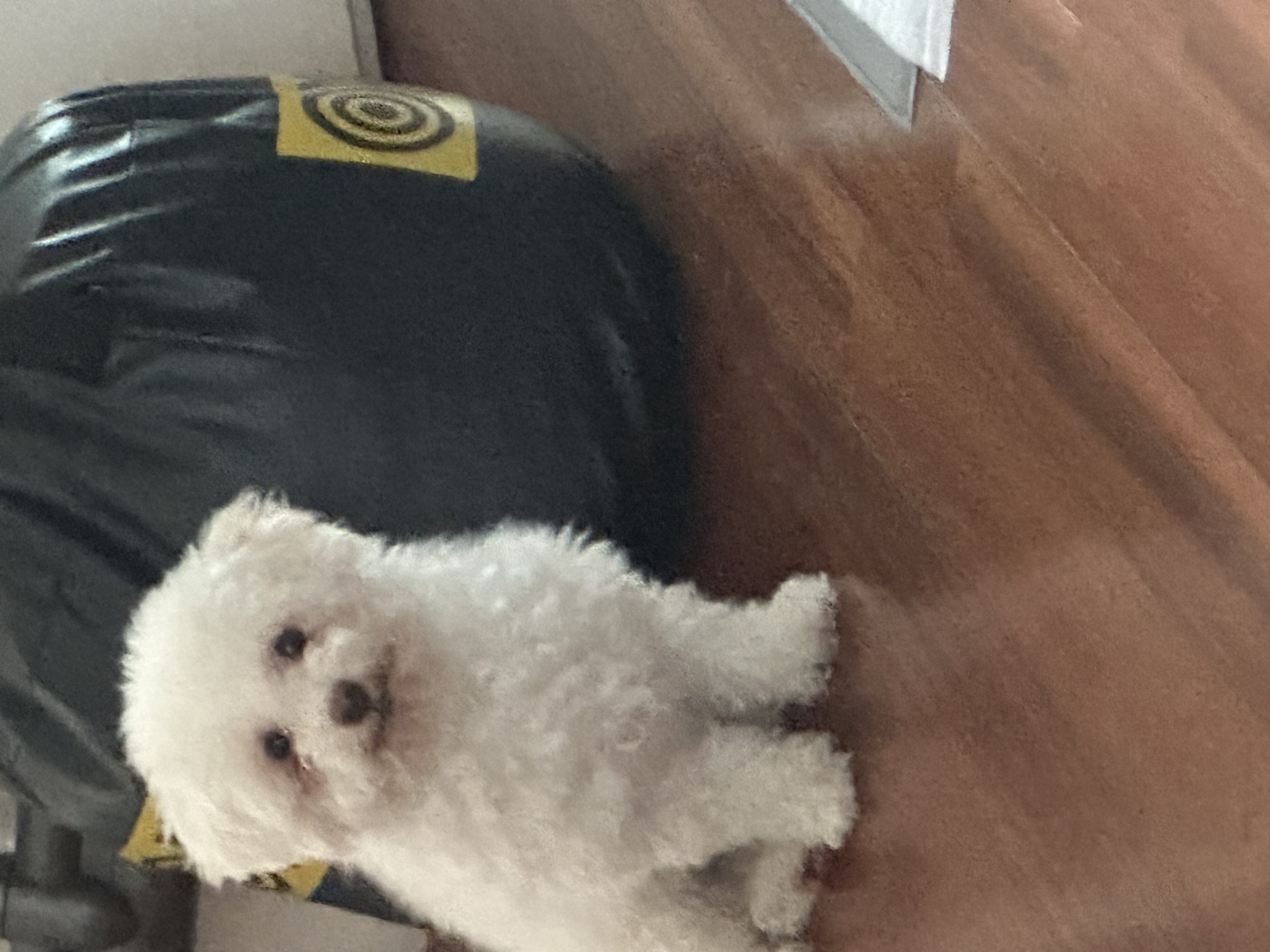 캔디(마요) 3개월하고 10일째예요