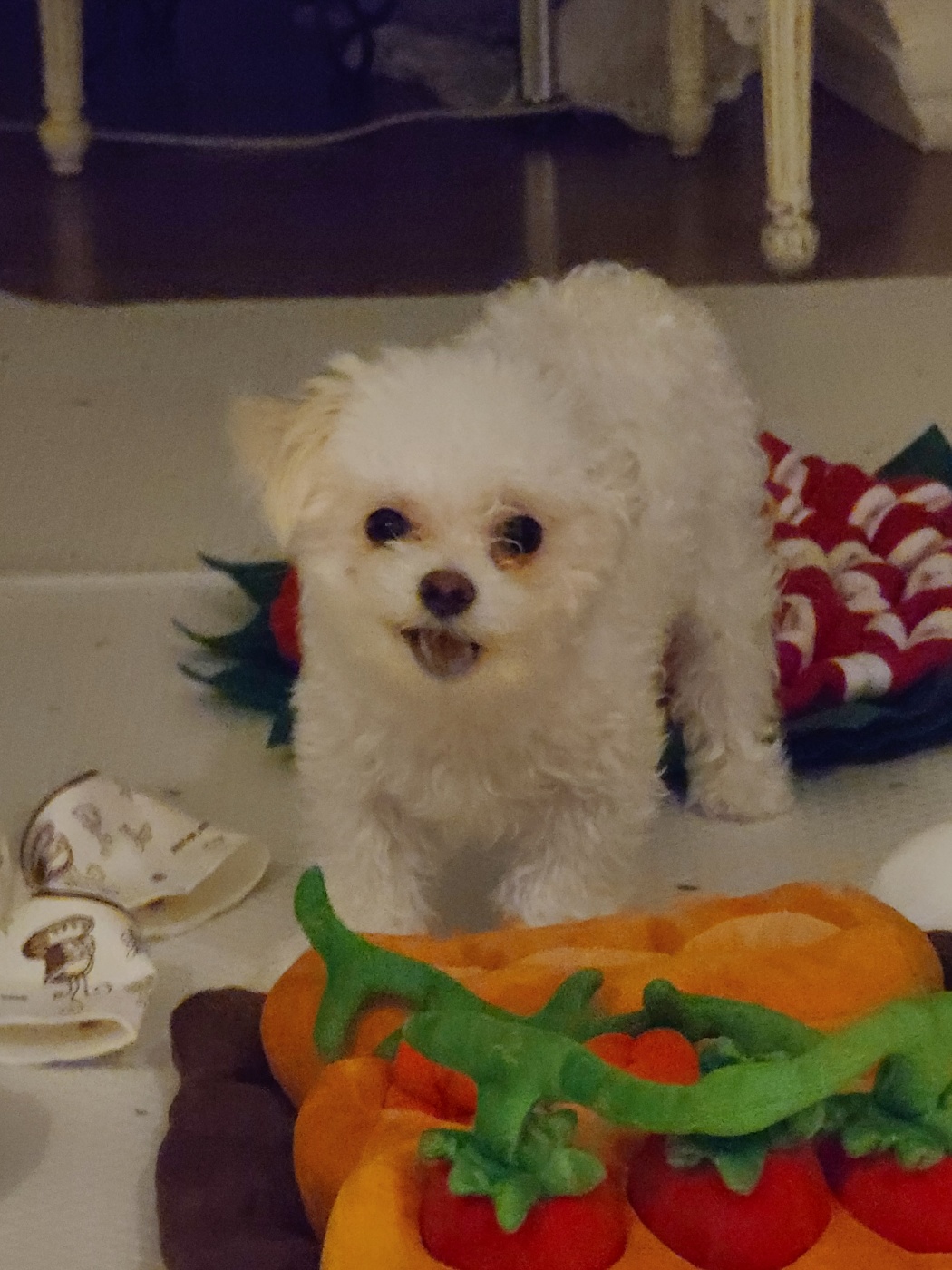 마음이 (네즈) 입양 3개월 입니다