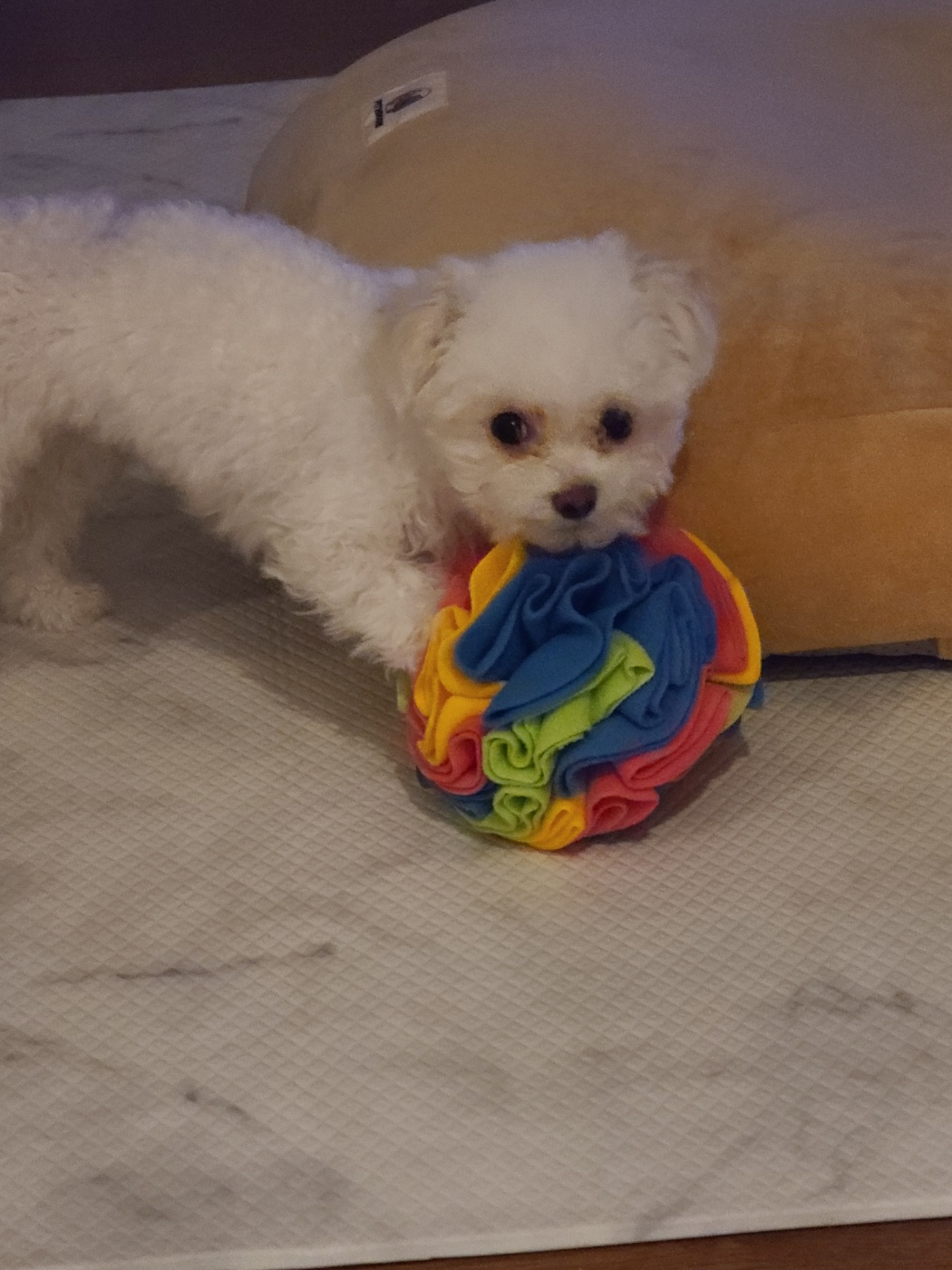 마음이 (네즈) 입양 3개월 입니다