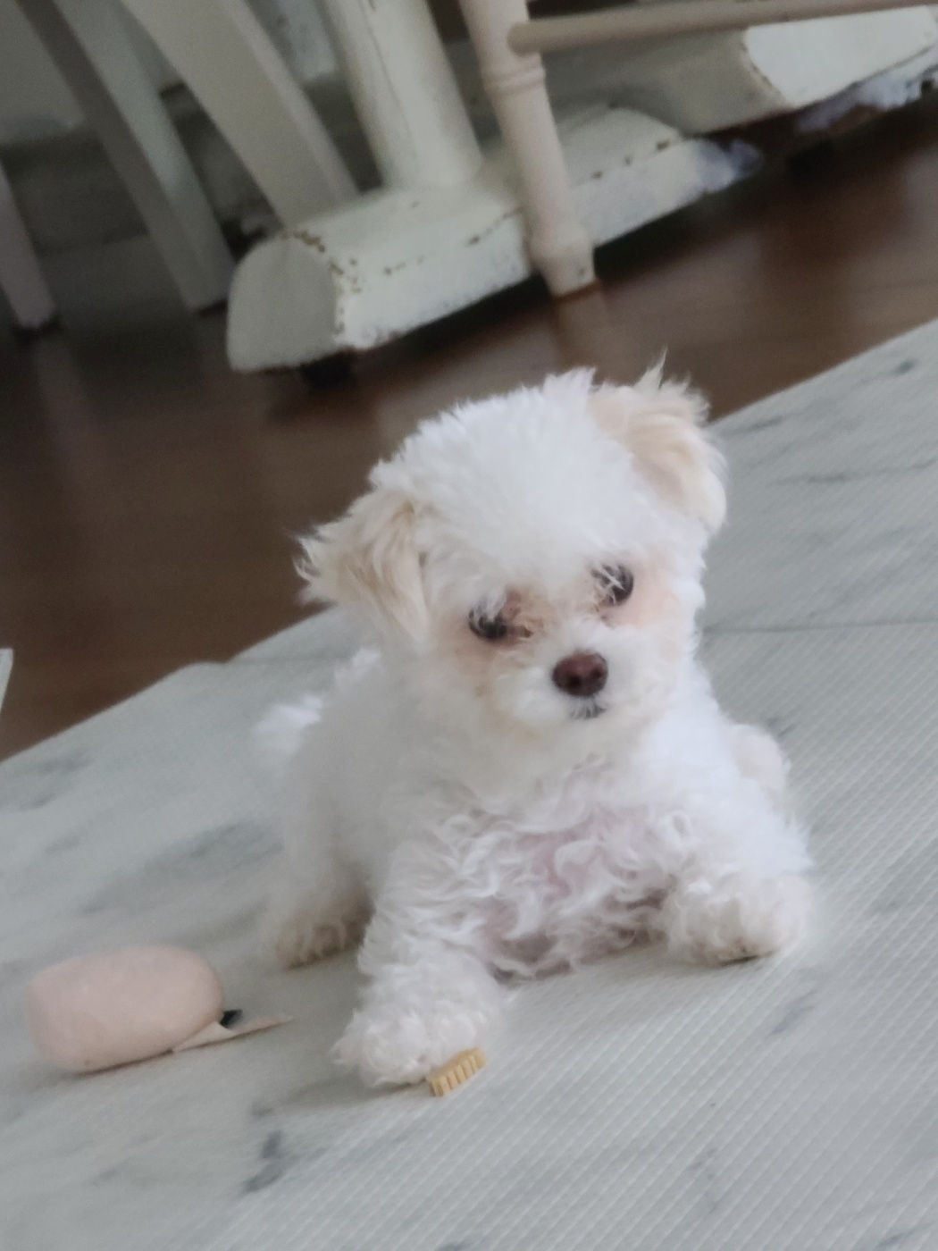 마음이 (네즈) 입양 3개월 입니다