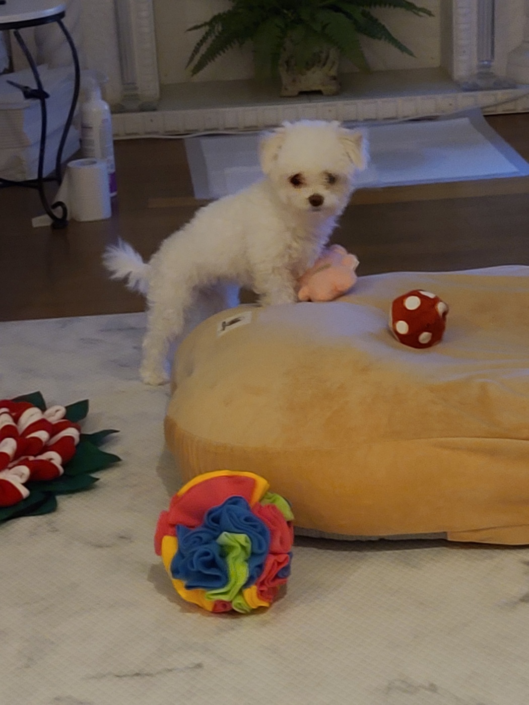 마음이 (네즈) 입양 3개월 입니다