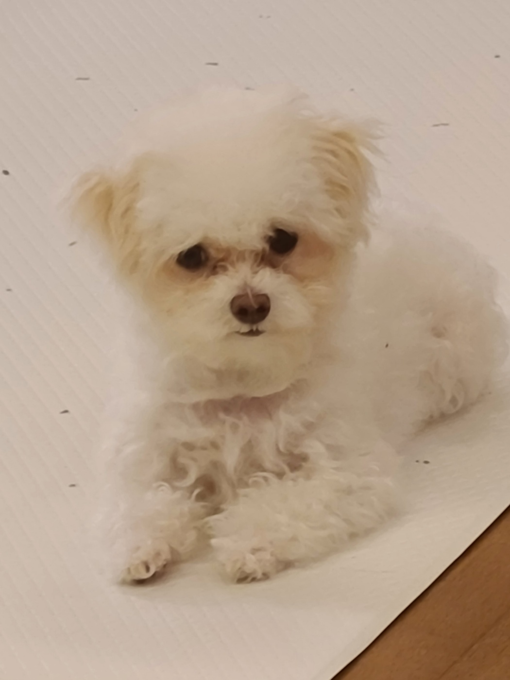 마음이 (네즈) 입양 3개월 입니다