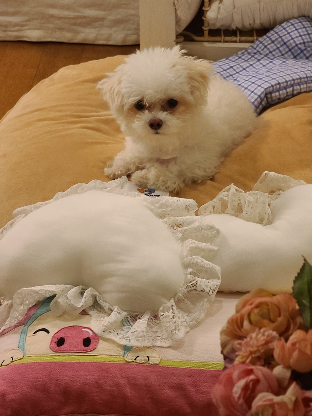 마음이 (네즈) 입양 3개월 입니다